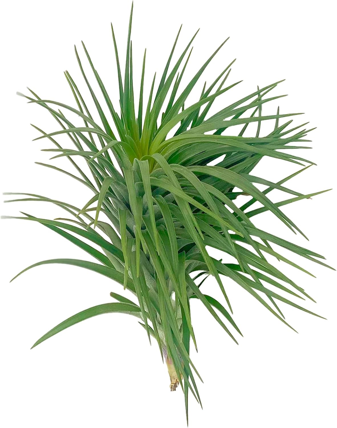 Air Plants - Flowering Tillandsia Pink Paske Large 5" - 3ct - Live Arrival Guaranteed - House Plants for Home Decor & Gift