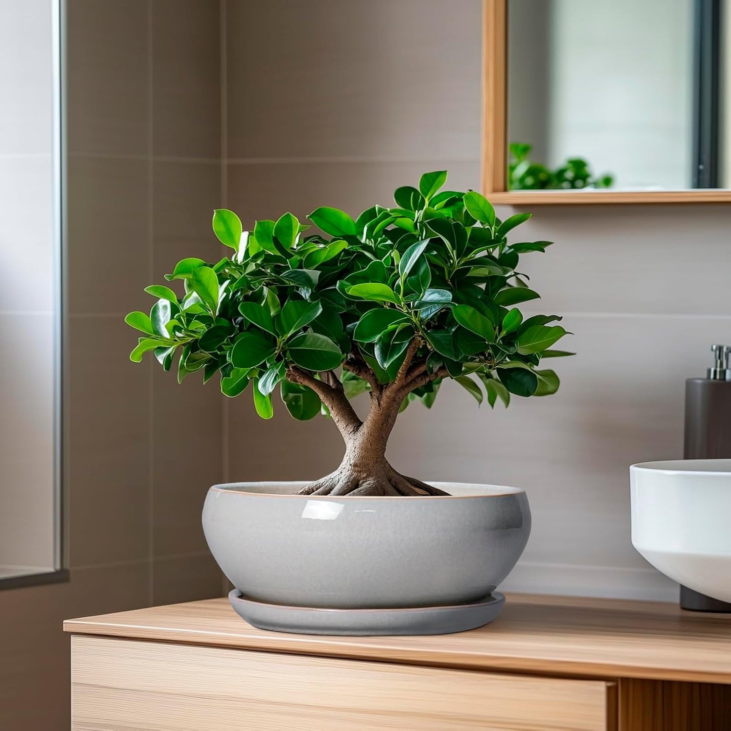 SQOWL Bonsai Tree Pots - 8 Inch Ceramic Plant Pots for Succulents, Shallow Planter with Drainage Hole and Saucer, Round Planter Indoor Outdoor, Bowl Planters, Home Decor, Gift for Plant Lover, Gray