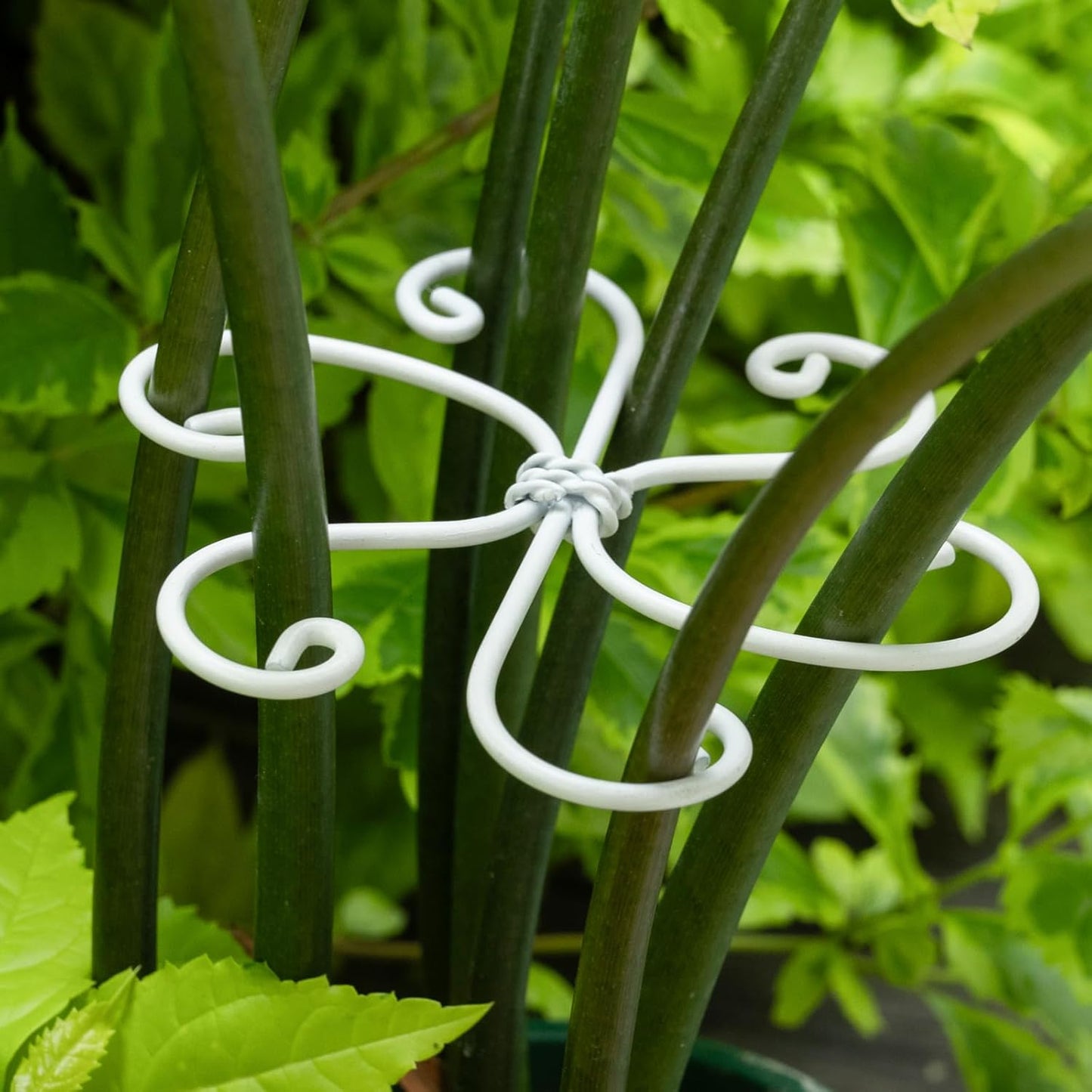 5PCS Monstera Plant Support Hook White 4.1 * 4.1 Inch – Set of 5 Durable Metal Stem Stabilizer Clips & Soft Grip Leaf Holders for Healthy Growth of Monstera & Fishbone Cactus