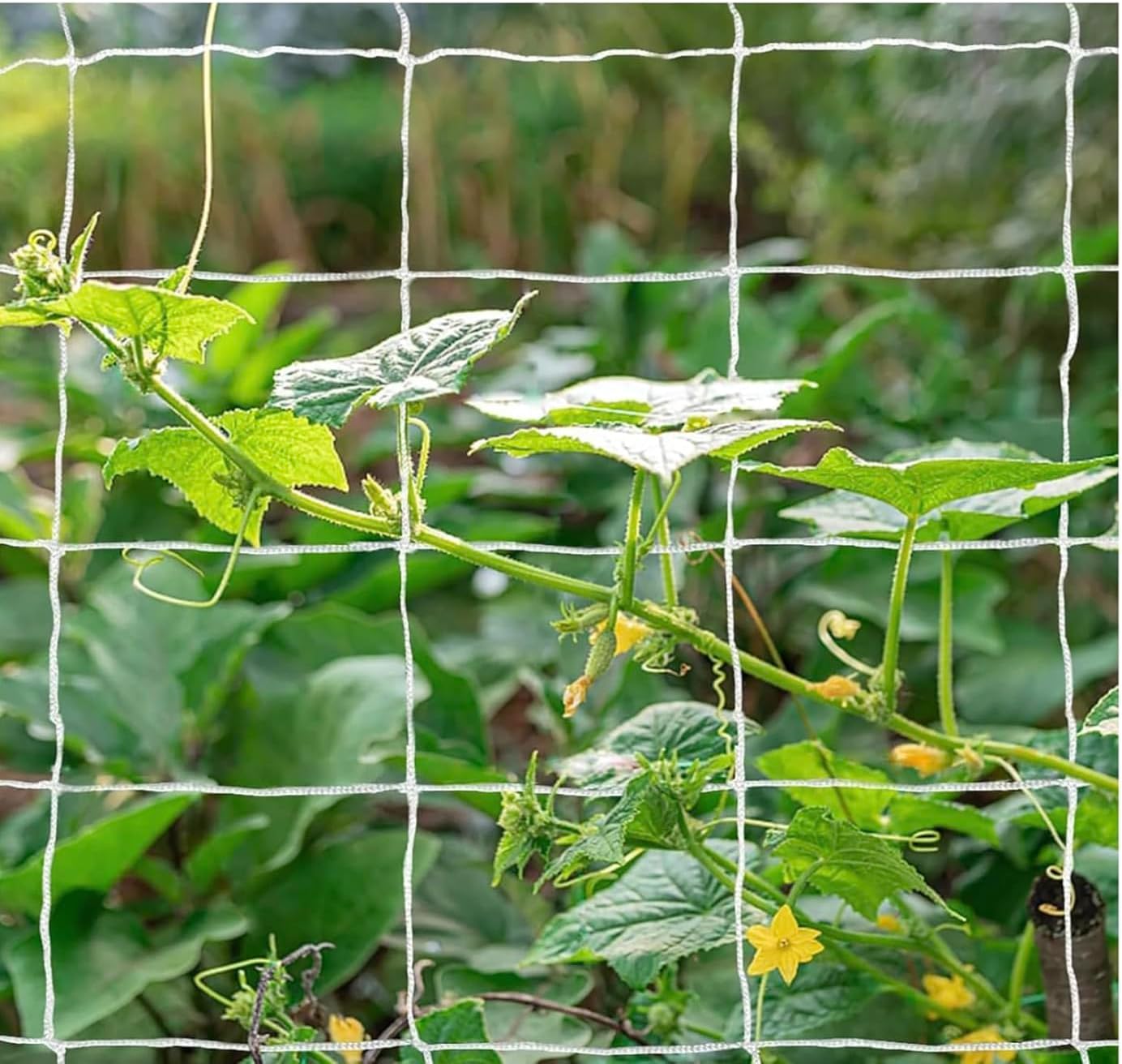 OLDMACDONALD Heavy Duty Polyester Trellis Netting Bulk Roll, 6.5ft x 350ft (79” x 350’ | 2.04m x 106.7m), 6" (15 cm) Squares, Heavy Duty Scrog Net Climbing Plants