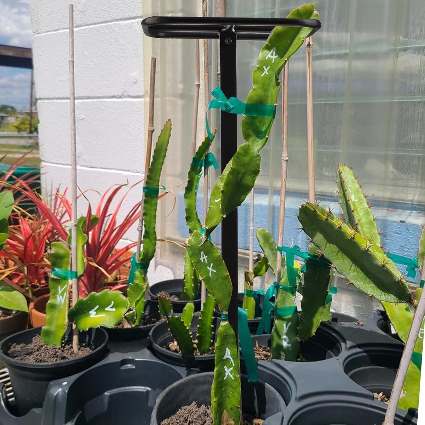 2PCS Dragon Fruit Trellis - Metal Plant Support for Climbing Plants in Outdoor Gardens, Easy Assembly, 12'' x 12'' x 50'' Size, Durable & Weatherproof Garden Support System