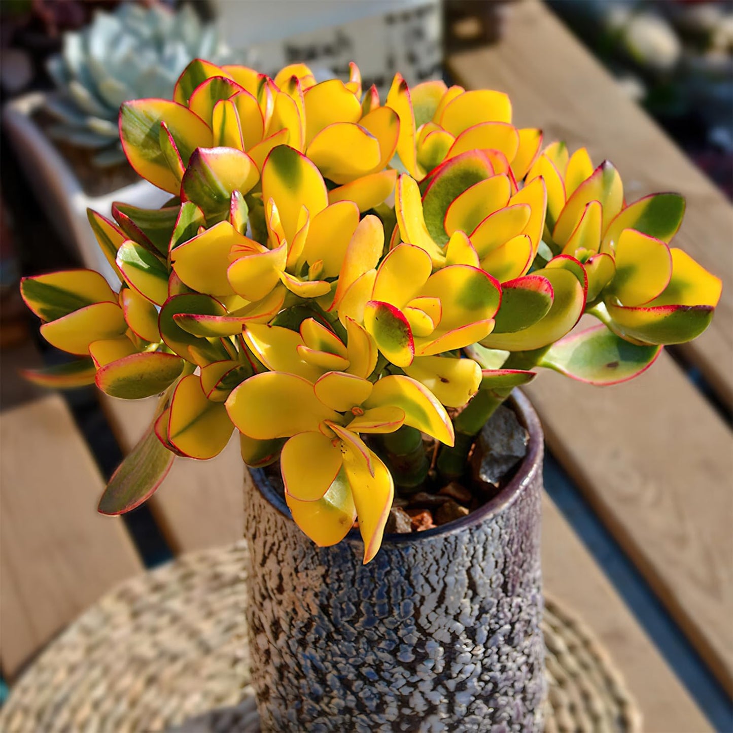 Sprout N Green Golden Jade - Crassula Ovata 'Hummel Sunset', Rare Cute Succulent Plant Fully Rooted in 2" Pot