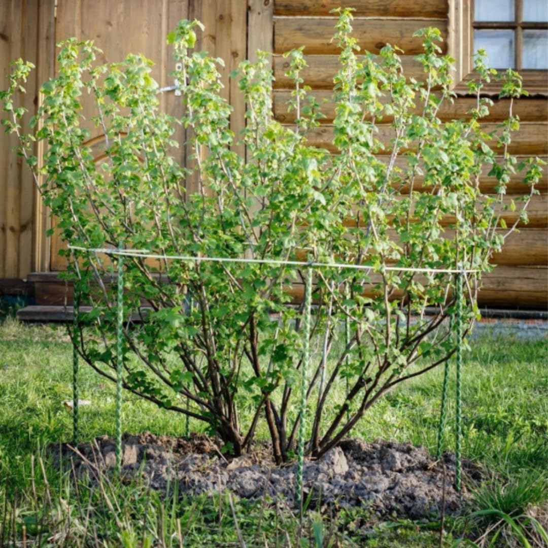 Fiberglass Eco Friendly Garden Stakes (Choose Height/Quantity) – Durable, Lightweight, Tomato, Tree, Strawberry, Plant, Support Fencing Stakes with Patterned Surface 5/16" Diameter (10, 5)