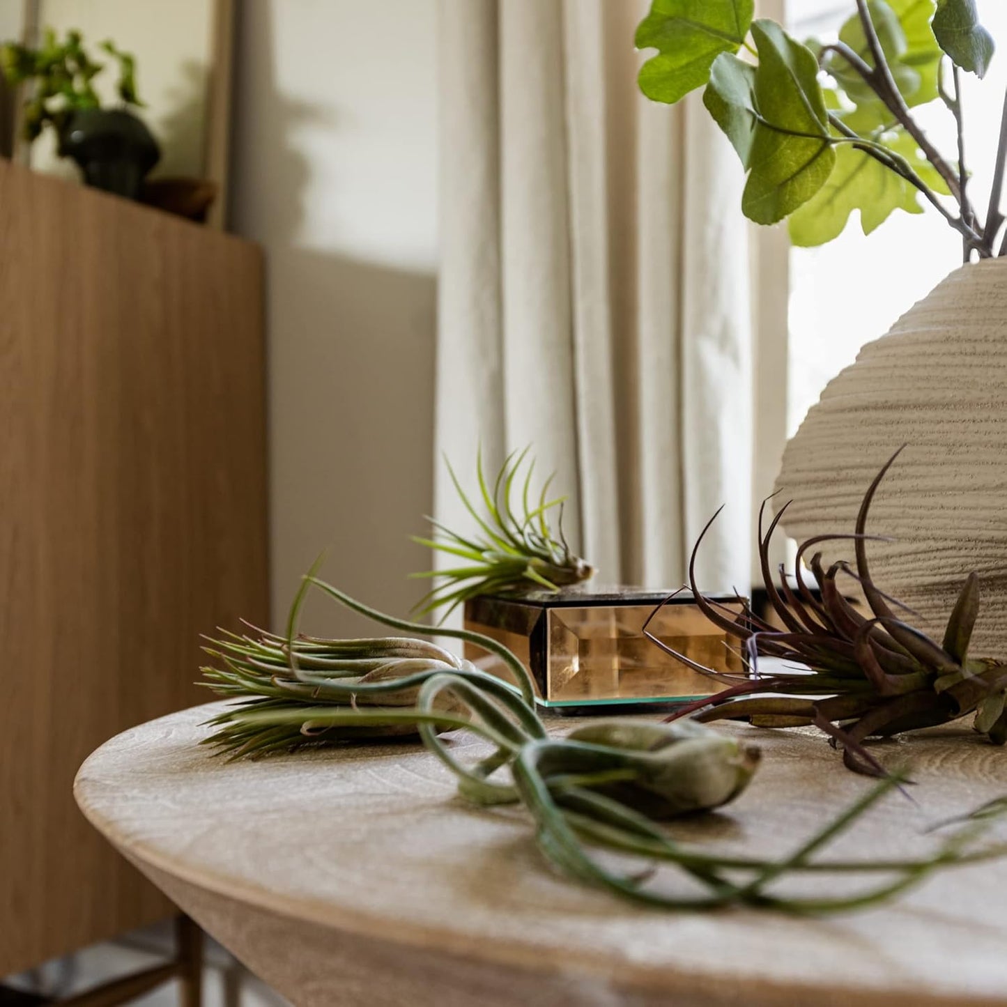 Air Plants Bulk - Tillandsia Variety Wholesale Pack, Regular 1-3" - 50ct - Live Arrival Guaranteed - House Plants for Home Decor & Gift