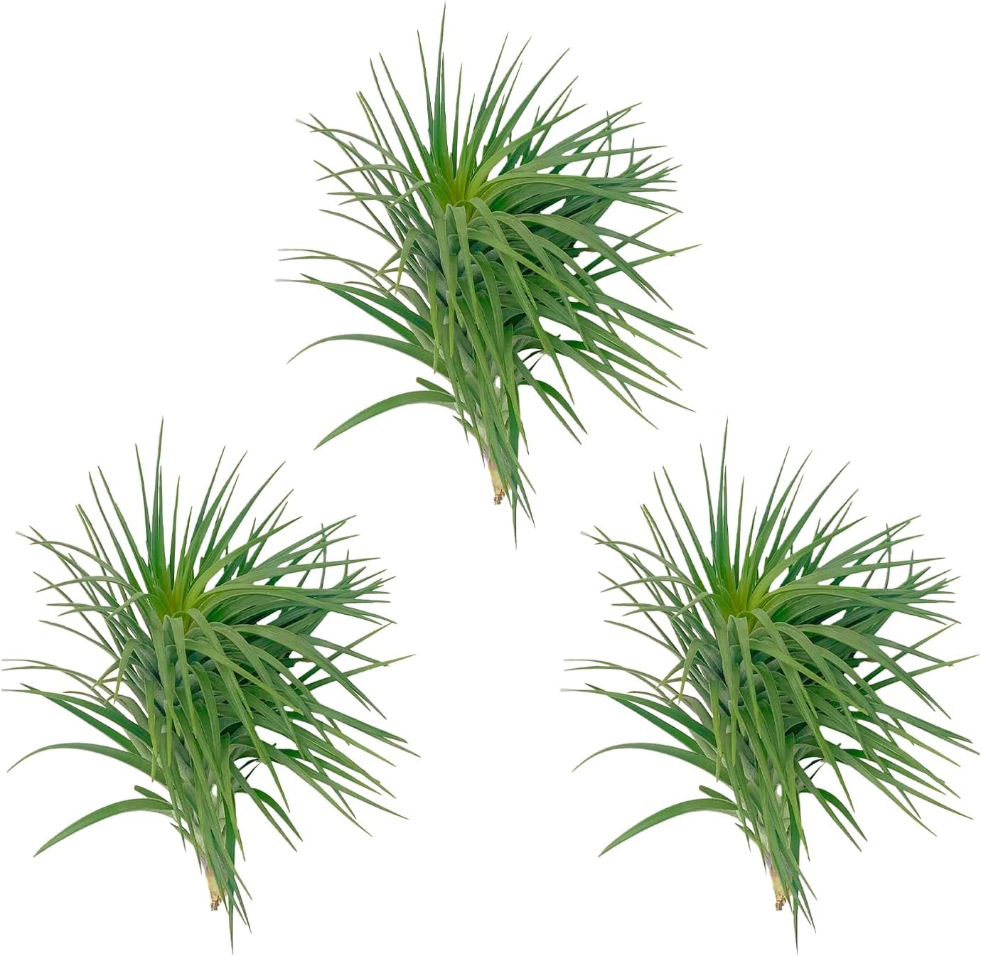 Air Plants - Flowering Tillandsia Pink Paske Large 5" - 3ct - Live Arrival Guaranteed - House Plants for Home Decor & Gift