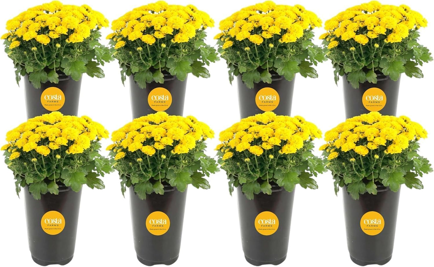 Costa Farms Live Flowering Plants, Yellow Mums (Pack of 8), Mini Chrysanthemum Houseplant, Ships in Bud Form, Potted in Grower Pot, 11-Inches Tall