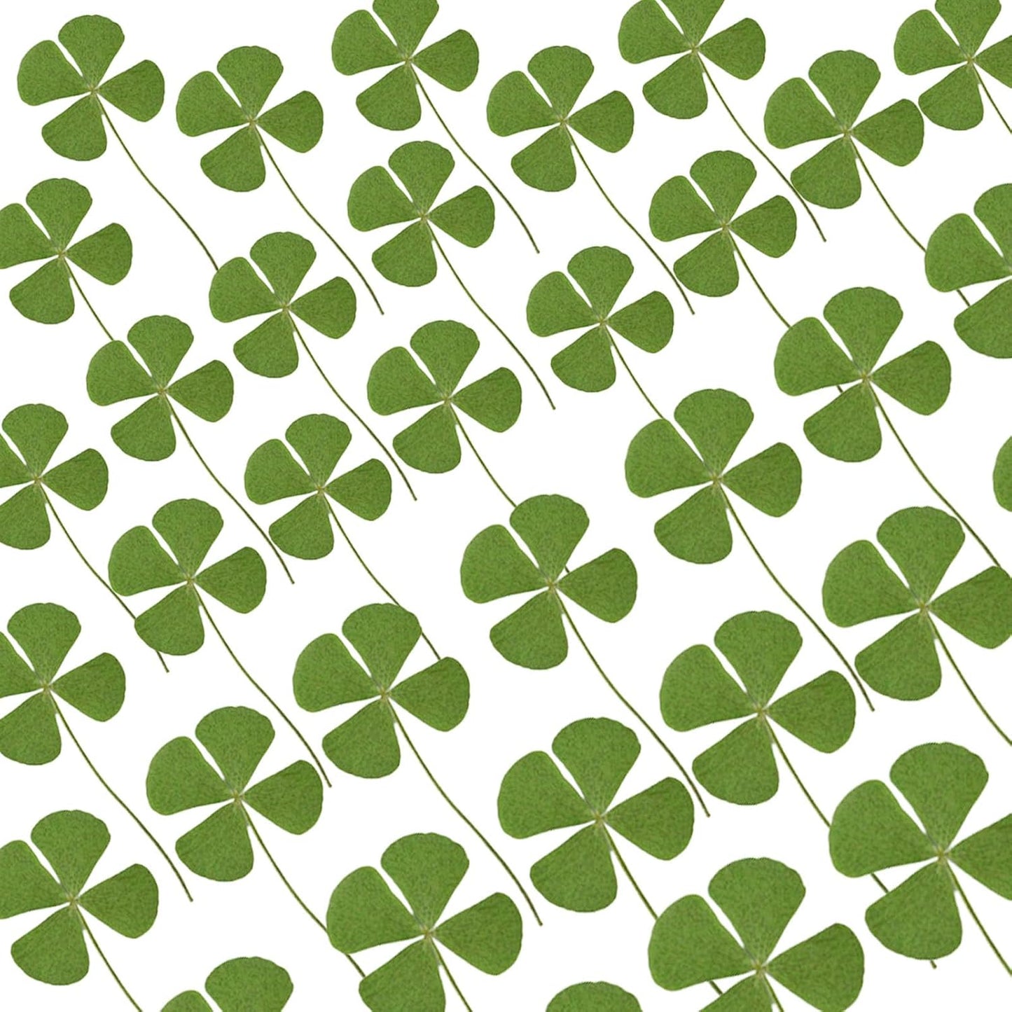 48 Pcs Mix Lucky Clover Natural Dried Pressed Flowers for Resin, Jewelry Making, Real Dry Flower for Cake Decorating , DIY Art Crafts - Four Leaf Clover