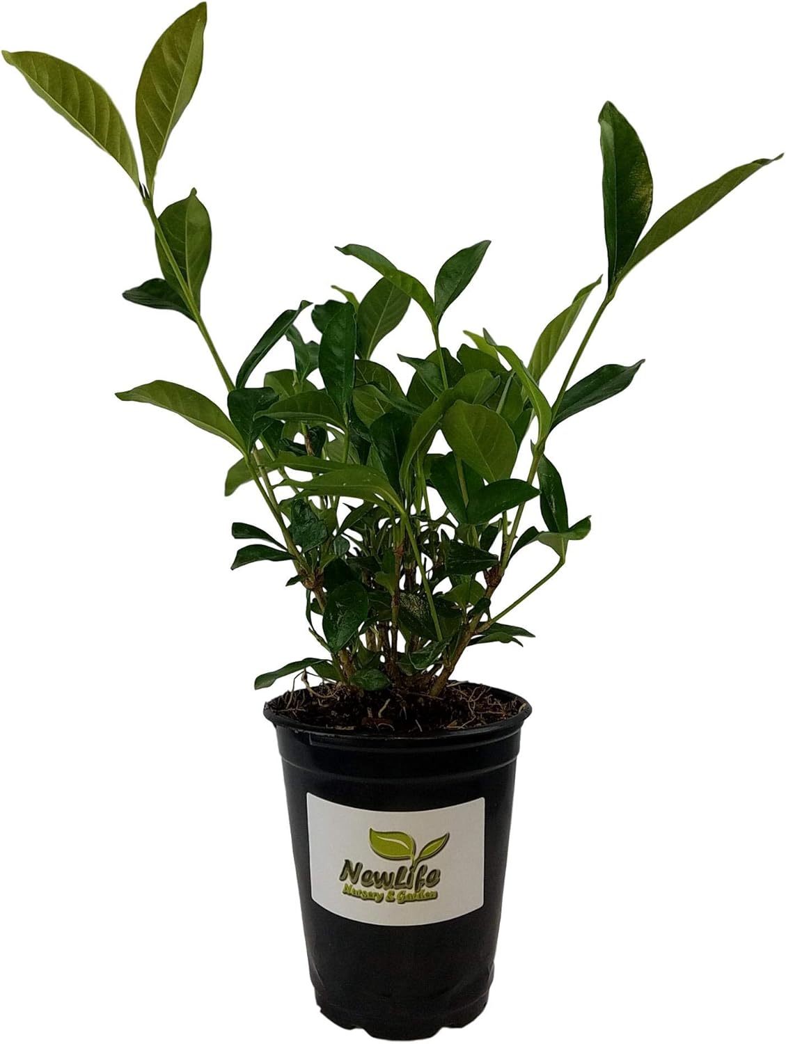 Summer Snow Gardenia - Live Plant - Quart Pot