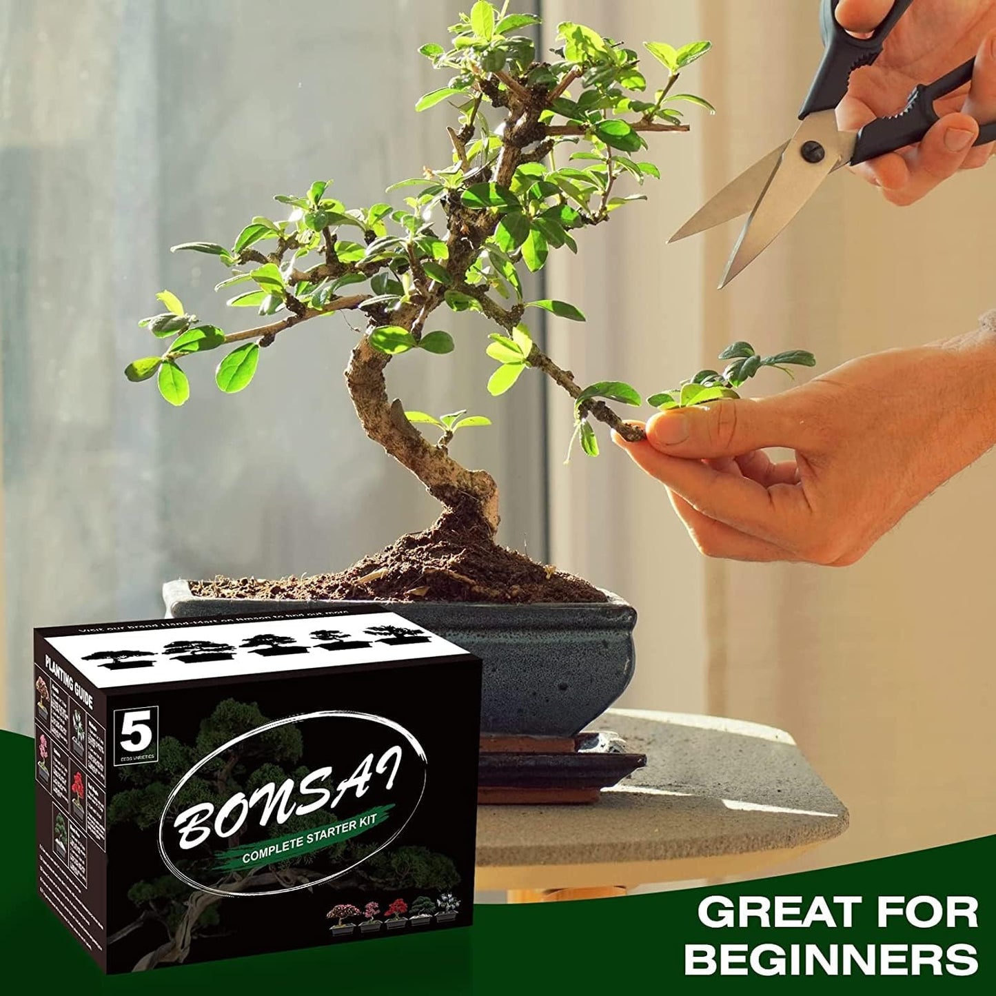 5 Bonsai Tree Kit Complete Plant Growing Tools, Grow in Pot Indoor Bonsai Tree Starter Kit, Great Home Gardening Potted Plants DIY Gift for Adults
