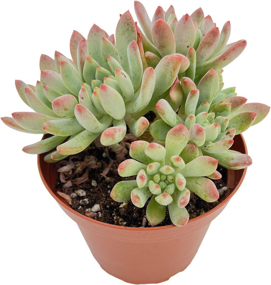 Live Succulent Plants Echeveria 'Blue Apples', Easy Care Potted Succulents, Approx 4" D x 4" H, Indoor Houseplant, Unique Gifts, Home Office Décor
