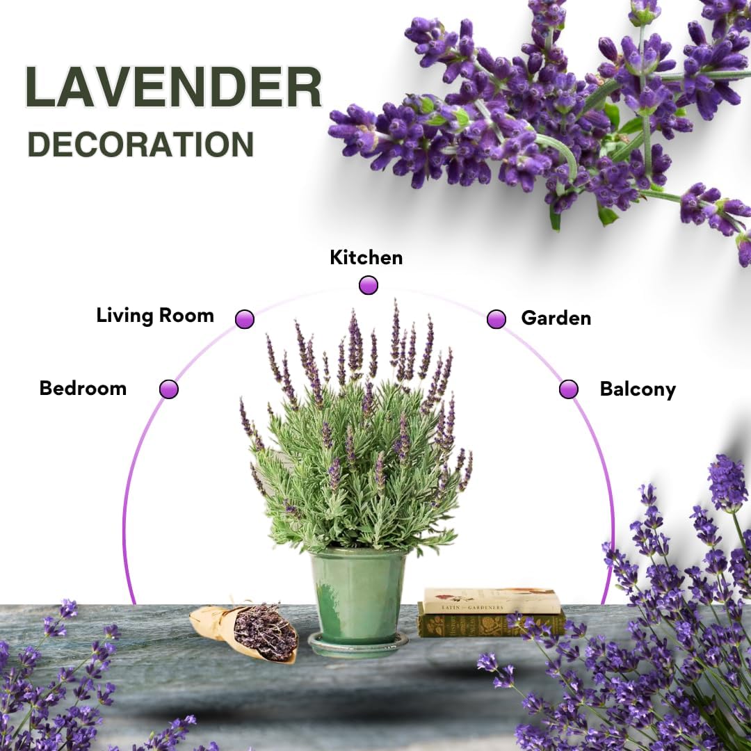 4 Lavender Plants Live, Purple Live Lavender Plant Indoor Outdoor, 5 to 8 Inch Tall Herb
