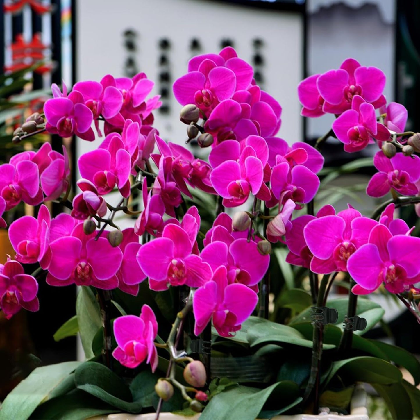 AccEncyc 50 Pcs Large Plant Clips Orchid Clips Plant Orchid Support Clips Flower Vine Clips for Supporting Stems Vines Stalks Climbing Plants Grow Upright