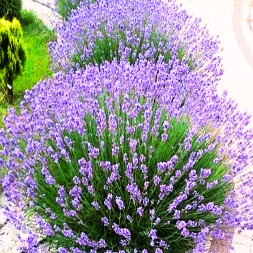 Set 2 Lavender Plants Live, Lavandula Perennial Flower Plants Indoor Outdoor, Well Rooted Plugs 3 to 5 Inch Tall to Grow (Provence Lavender)