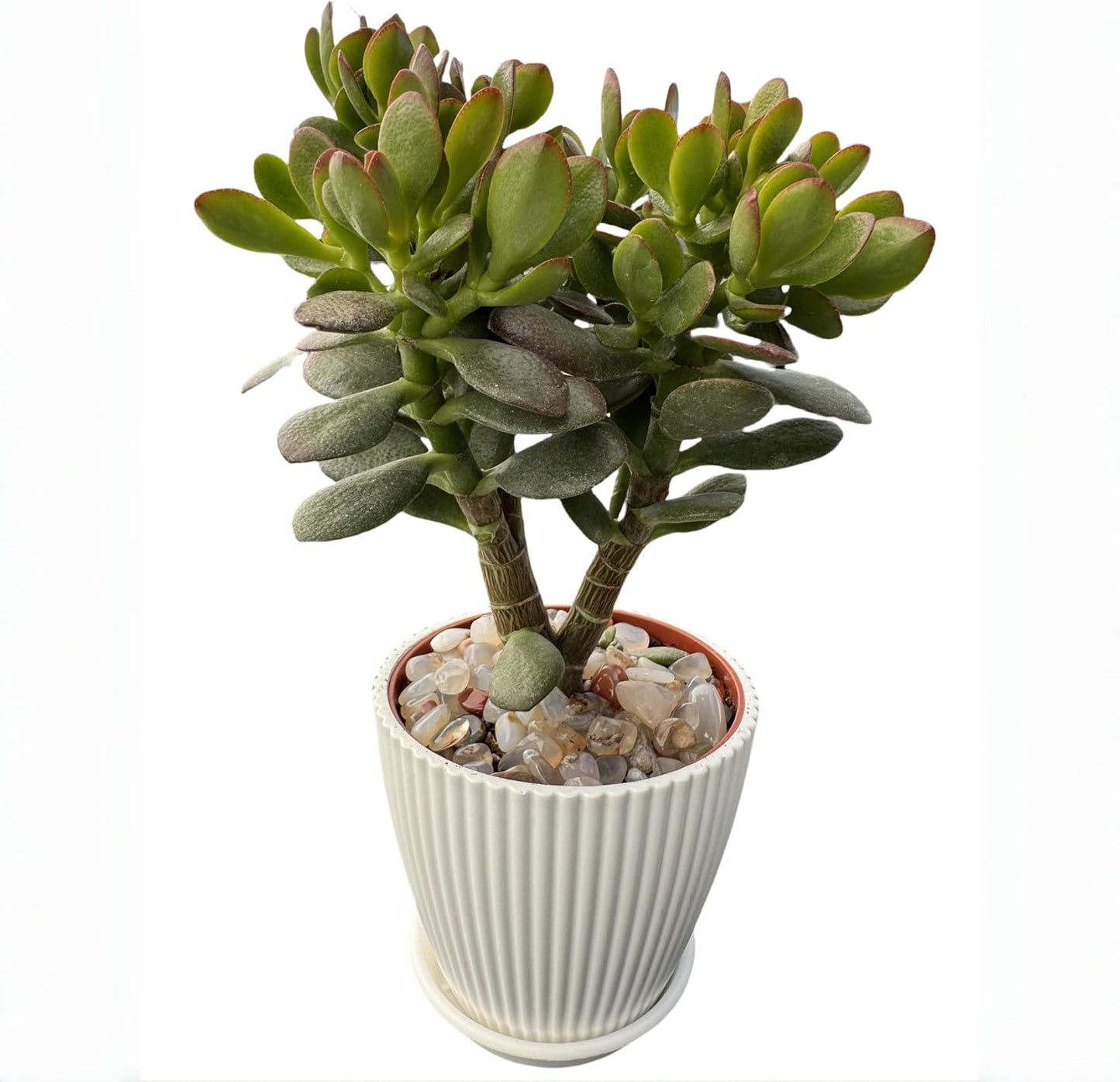 Dwarf Jade with White Stripe Jade, Live Crassula Ovata Crosby's Compact, Rare Cute Succulent Plant in 4" Planter, Home Office Décor
