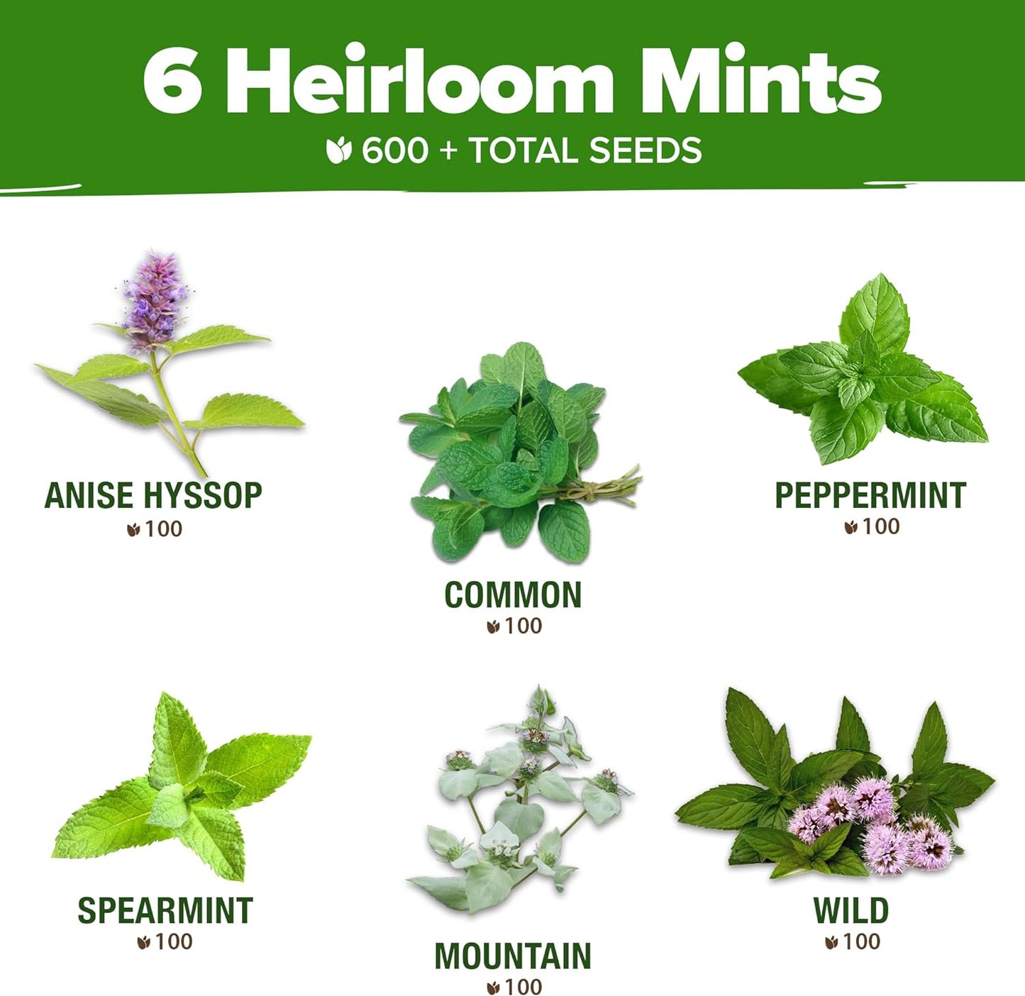 6 Mint Varieties – 600+ Heirloom Herb Seeds 𝗡𝗢𝗡-𝗚𝗠𝗢 𝗨𝗦𝗔 Peppermint, Spearmint, Mountain, Wild, Anise Hyssop, Common Mint | Indoor Outdoor Garden, Pots, Tea, Medicinal Use