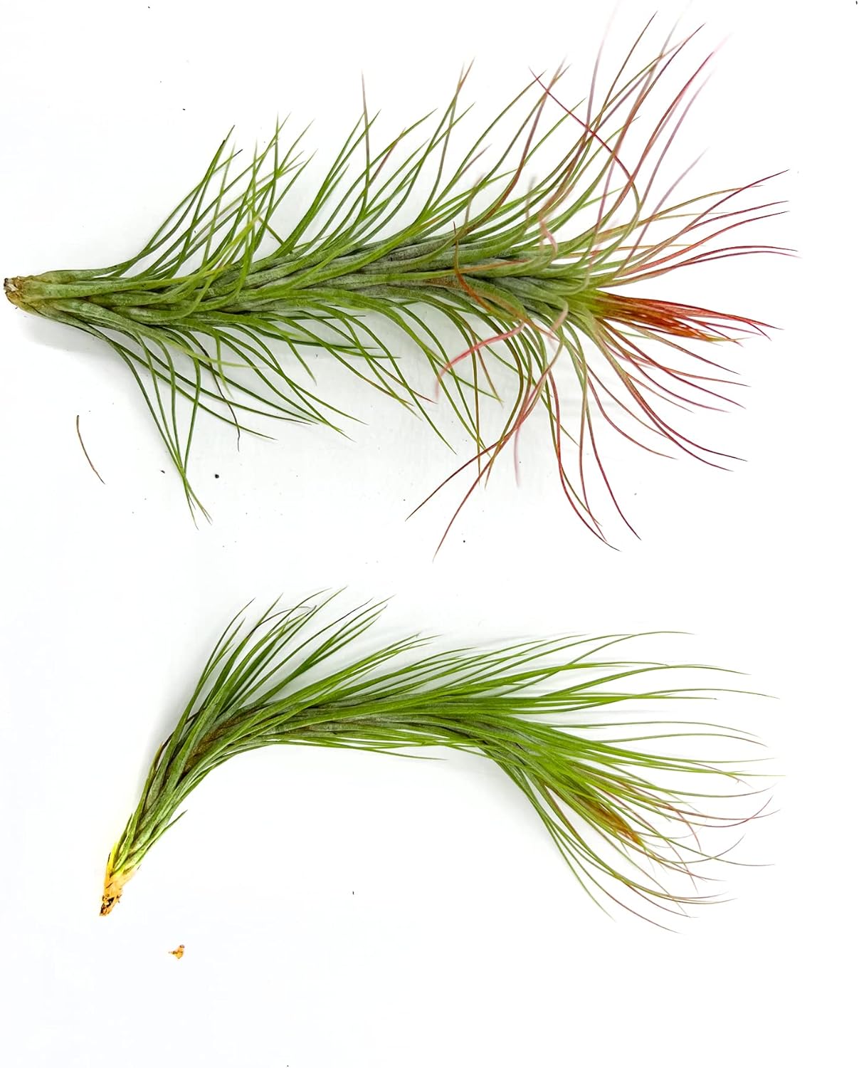 Air Plants - Tillandsia Funckiana Hybrid, Large 5-7" - 2ct - Live Arrival Guaranteed - House Plants for Home Decor & Gift