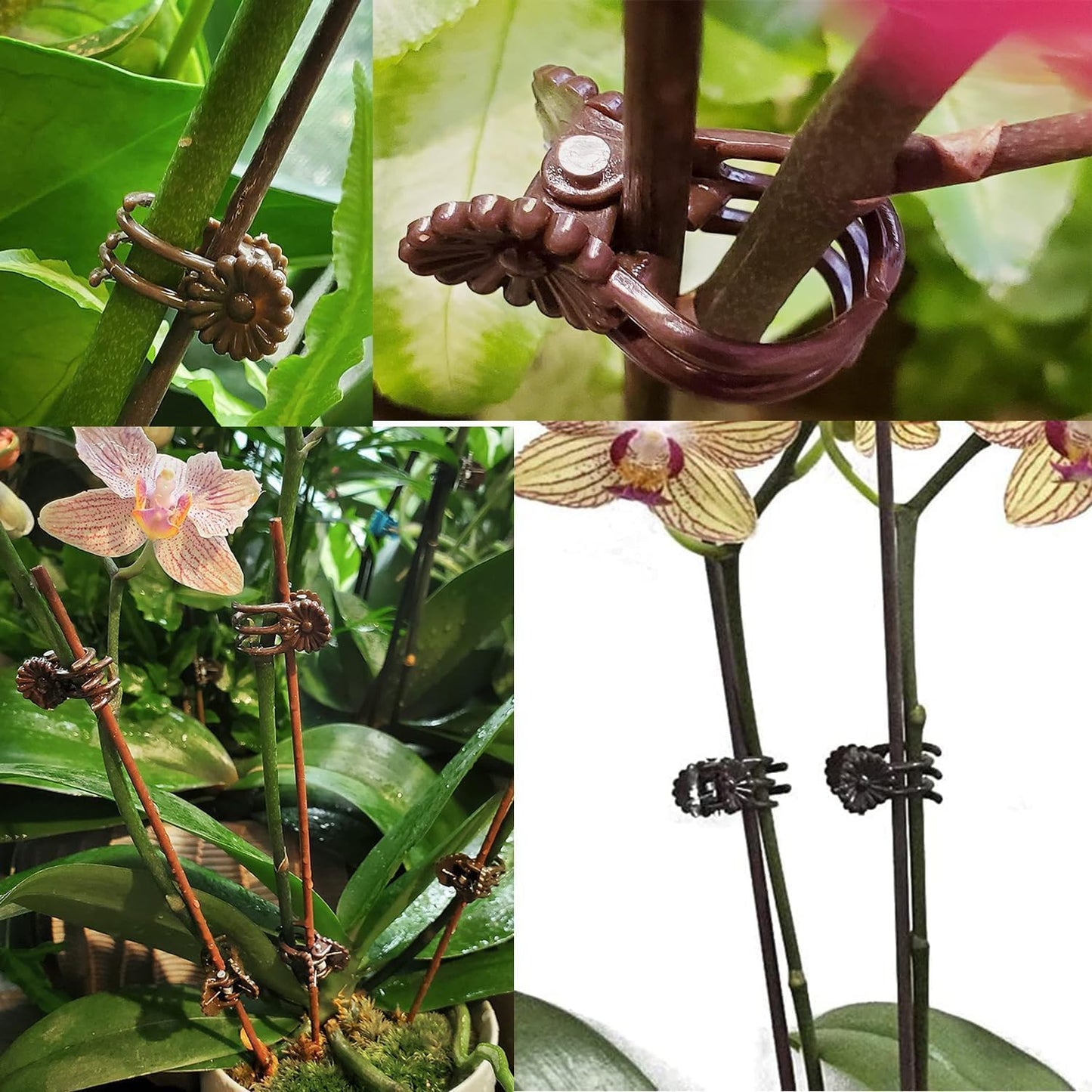 100Pcs Large Plant Clip,Daisy Garden Flower Plant Clip,for Orchids Vine Clip Support Stem Vine Upright Growth (Brown)