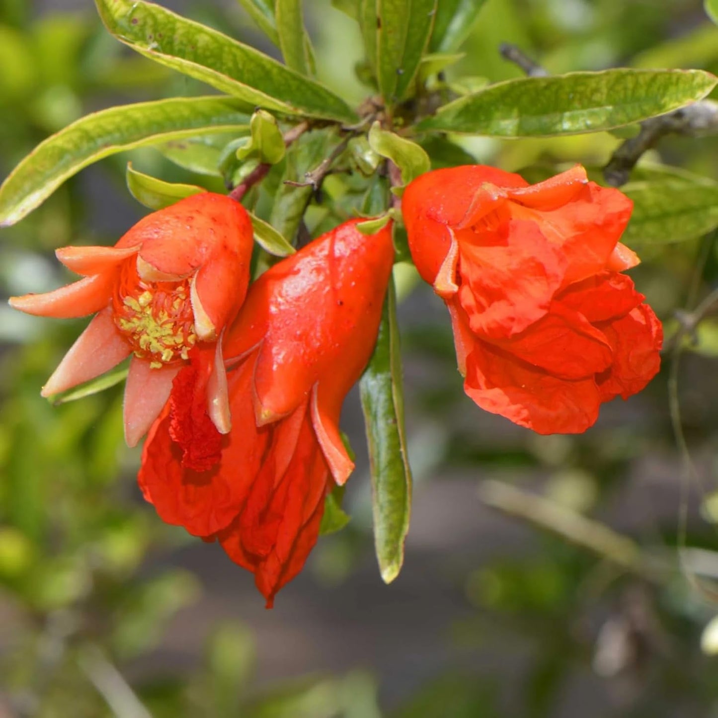 Live Pomegranate 'Wonderful' Plants (Punica Granatum 'Wonderful') - Fruit-Bearing, Drought-Tolerant, Easy to Grow (4 stevia Cups)