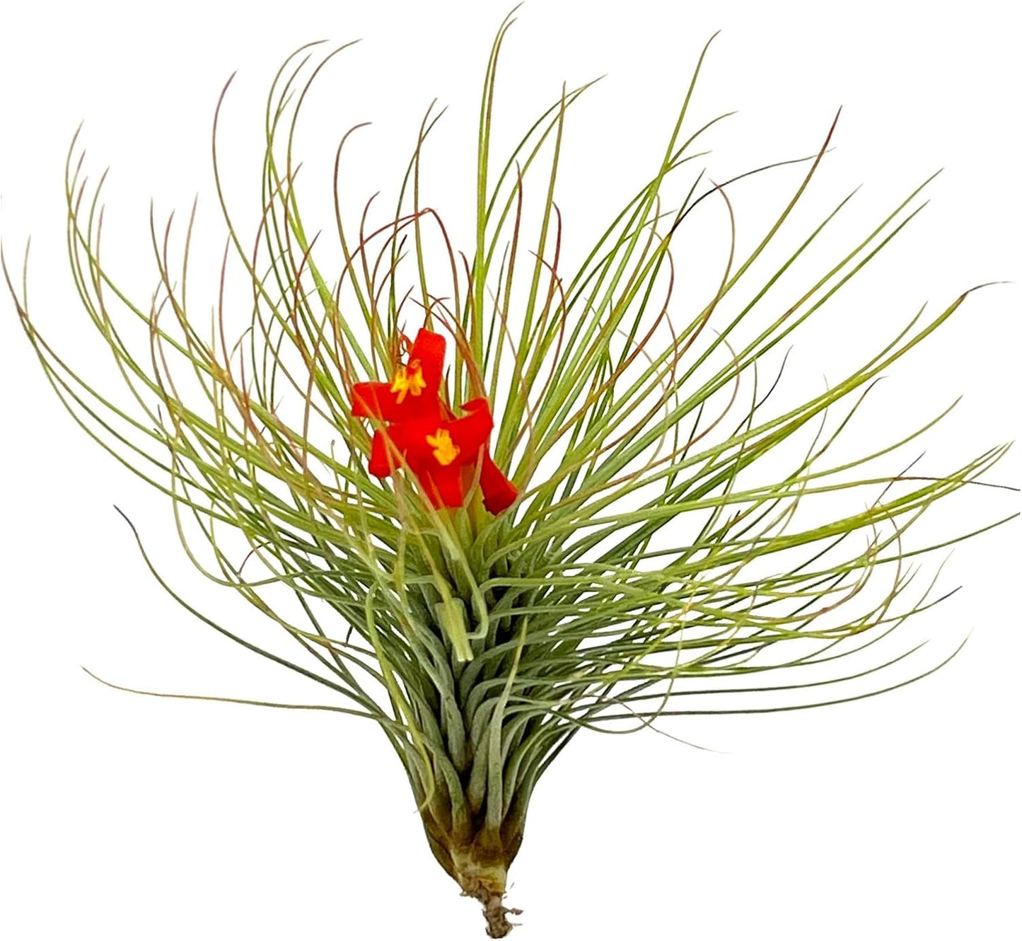 Air Plants - Tillandsia Andreana, Large 4-6" - 1ct - Live Arrival Gauranteed - House Plants for Home Decor & Gift
