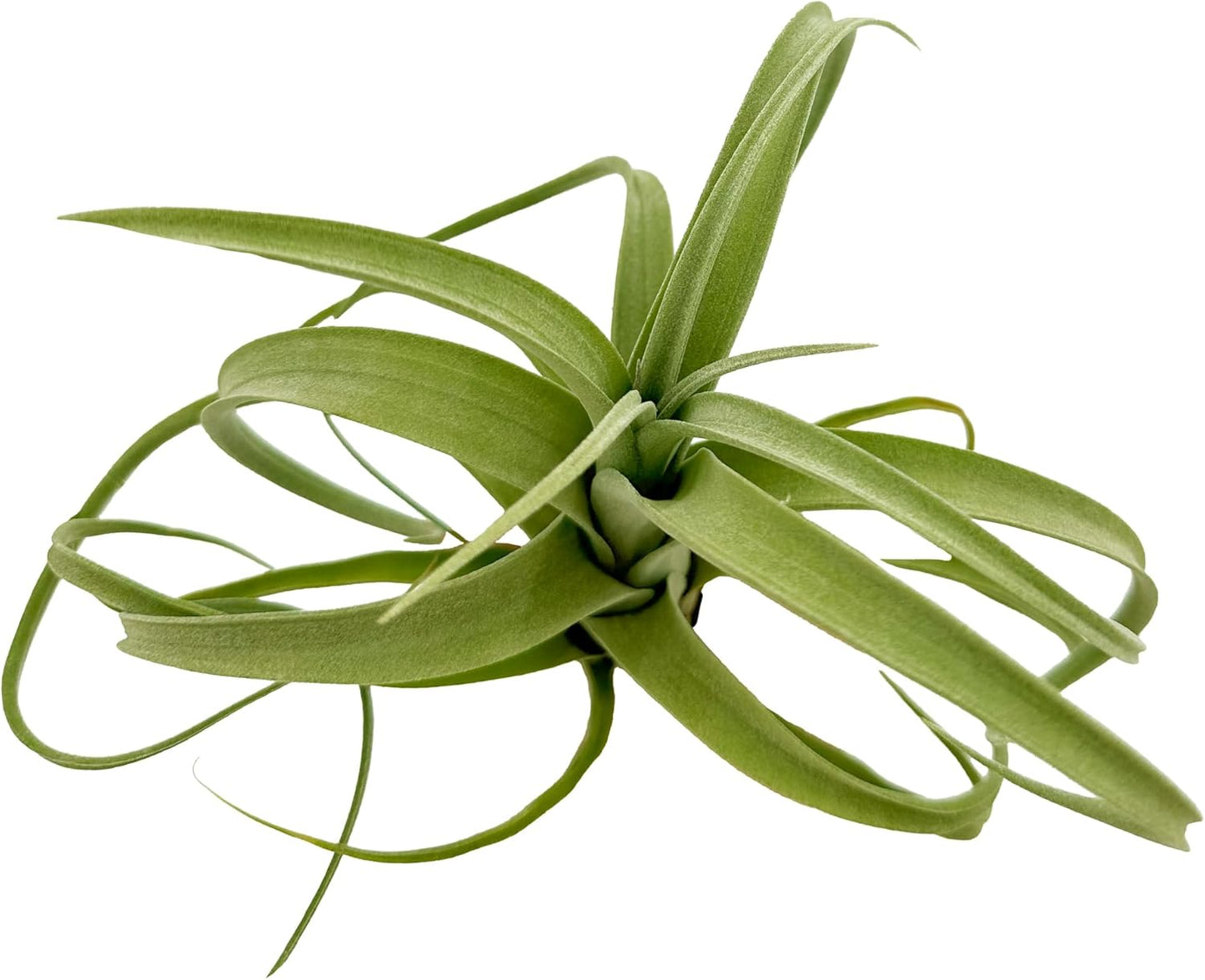Live Air Plants - Tillandsia Curly Slim Jumbo – 1 Count 5-9 inches – Ideal for Gifts & Presents, Live Indoor Plants & Live House-Plants – Live Plants for Home décor, 30 Day Guarantee