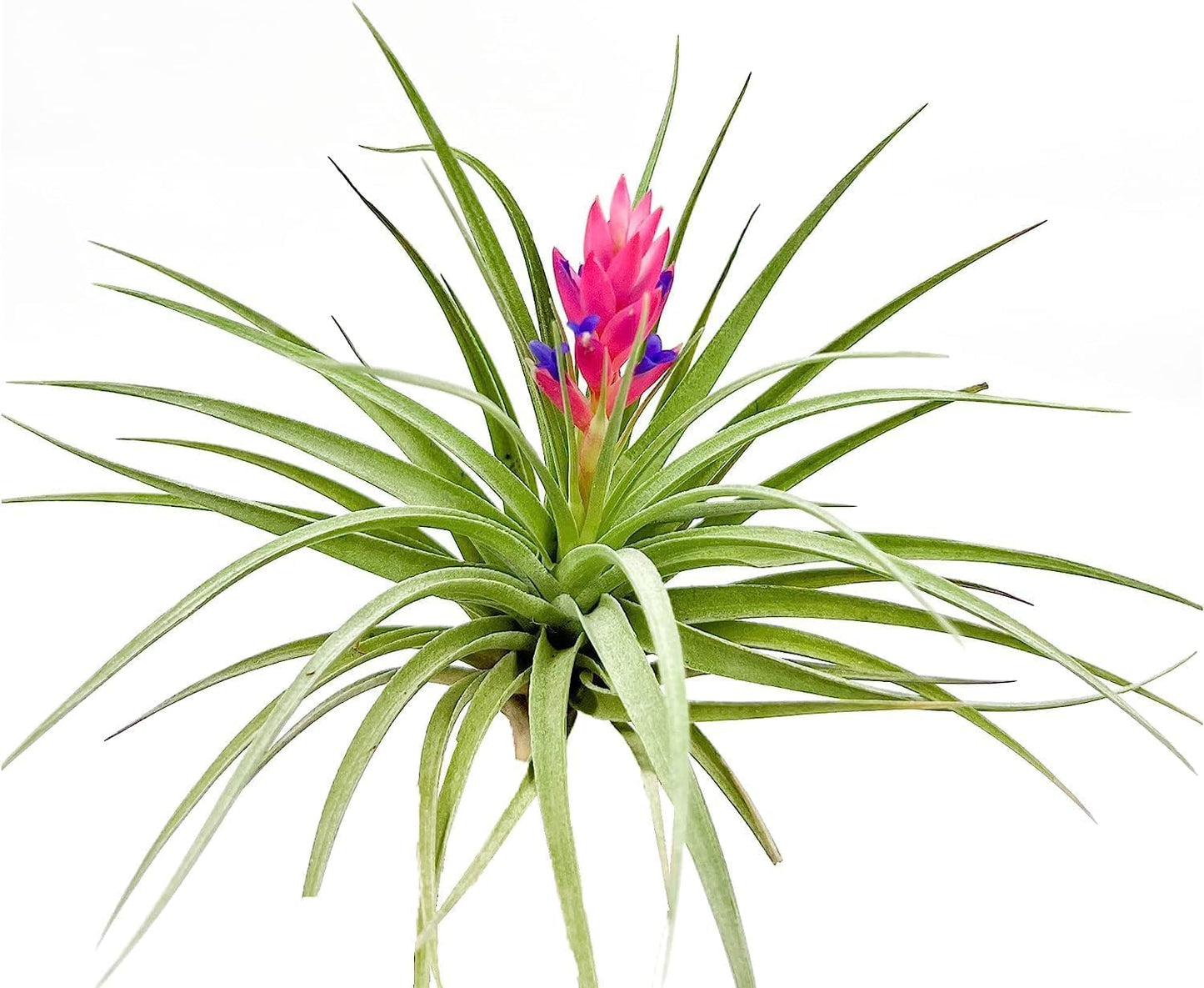 Air Plants - Flowering Tillandsia Stricta Large 5" - 5ct - Live Arrival Guaranteed - House Plants for Home Decor & Gift