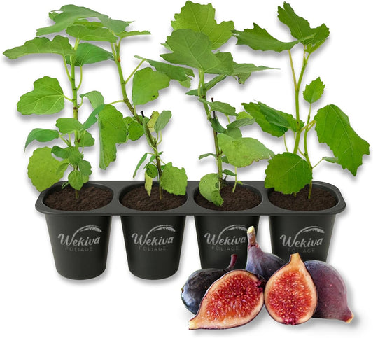 Violet De Bordeaux Fig Tree - 4 Live Starter Plants - Ficus Carica - Edible Fruit Tree for The Patio and Garden