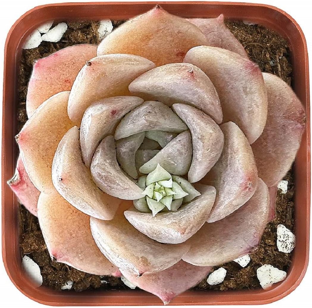 2" Rare Succulent Echeveria 'Grace', Live Succulents Plants Fully Rooted in Grower Pots, Unique Gift for Wedding Favor, Party Favor