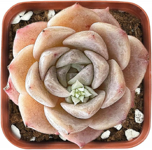 2" Rare Succulent Echeveria 'Grace', Live Succulents Plants Fully Rooted in Grower Pots, Unique Gift for Wedding Favor, Party Favor