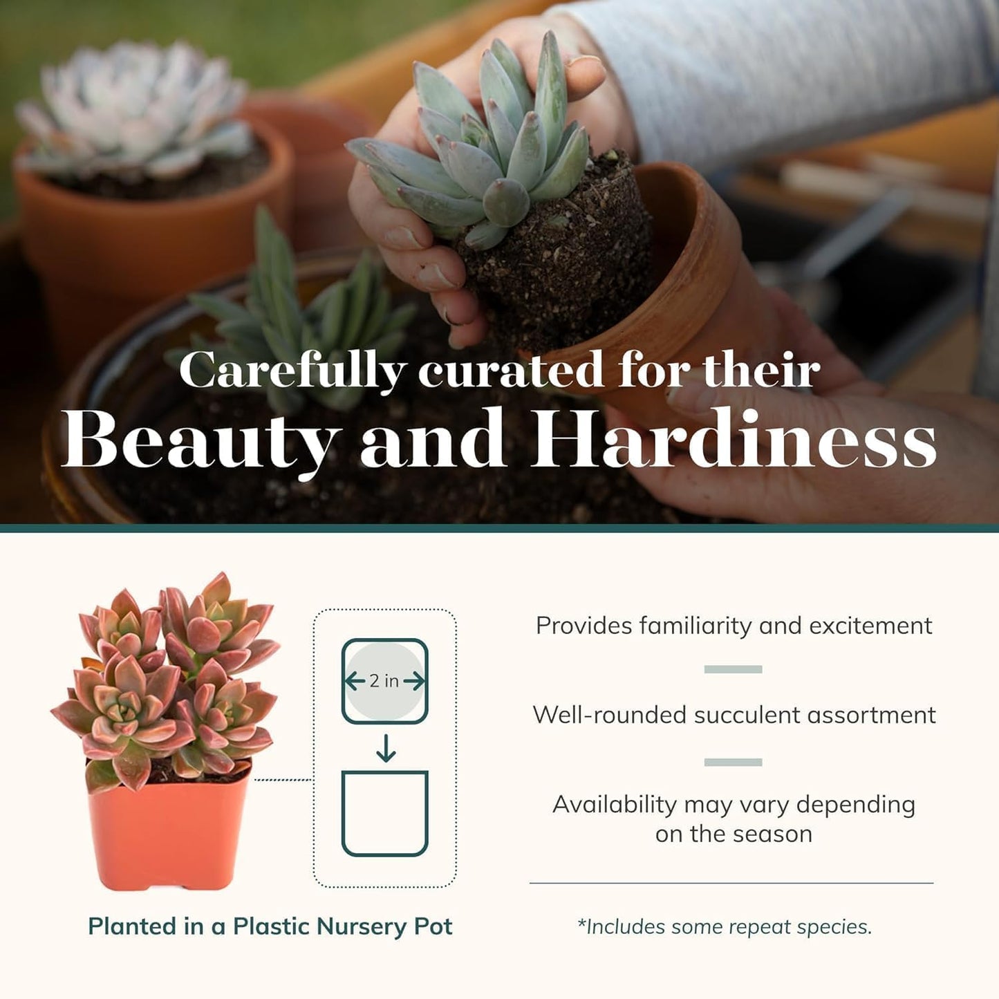 Shop Succulents Mini Succulent Plant Pack Collection - Live 2" Succulent Plants, Low Maintenance, Beautiful Colors & Textures - Wedding and Party Favors, Gift & Garden, Pack of 12