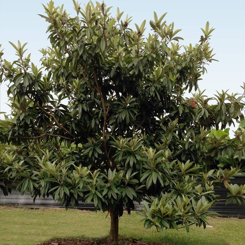 Brighter Blooms - Cold Hardy Avocado Tree, 2-3 ft. - No Shipping to AK, AZ, HI, OR