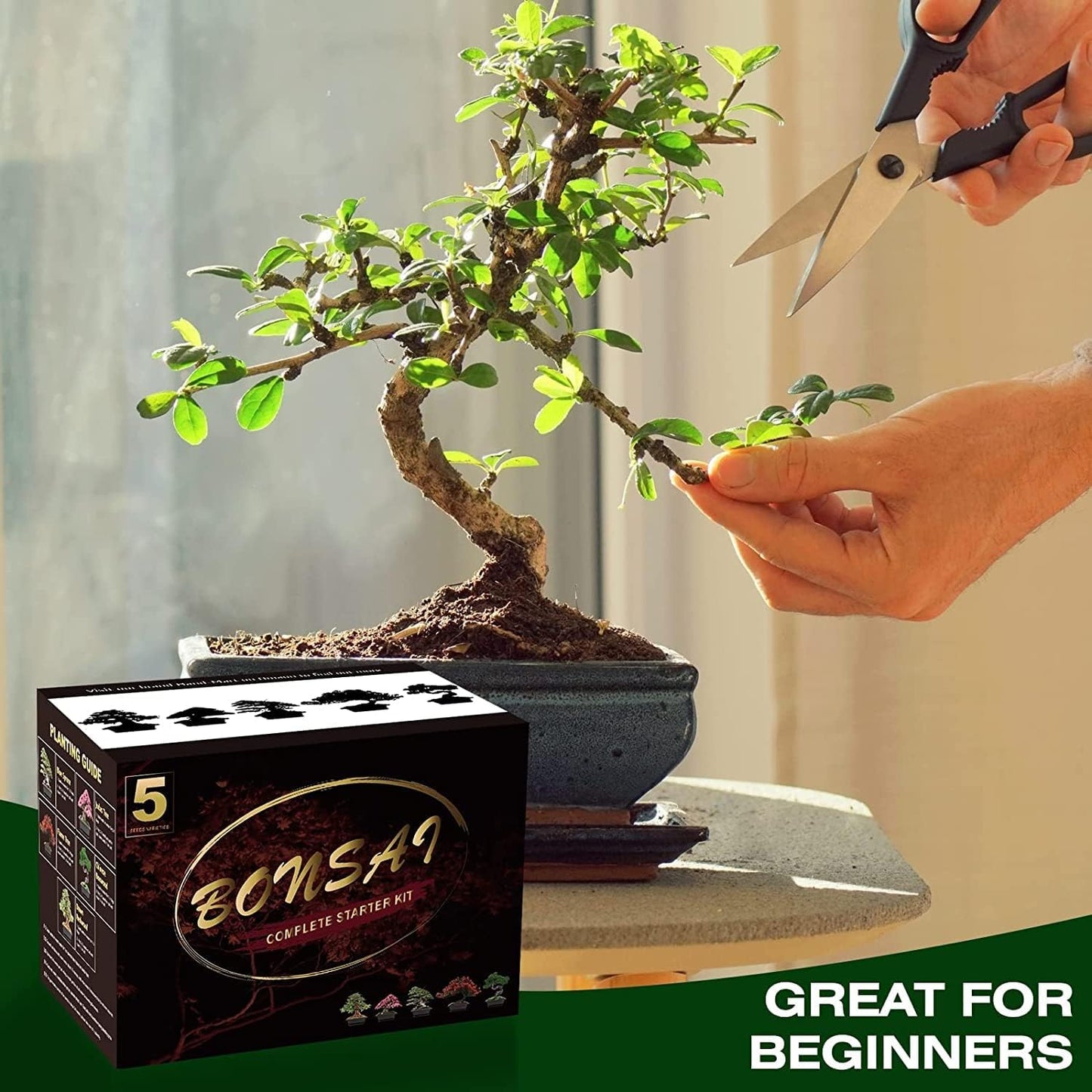 Bonsai Tree Kit with Complete Plant Growing Tools, Grow in Pot Indoor Bonsai Tree Starter Kit, Home Gardening DIY Gift for Adult