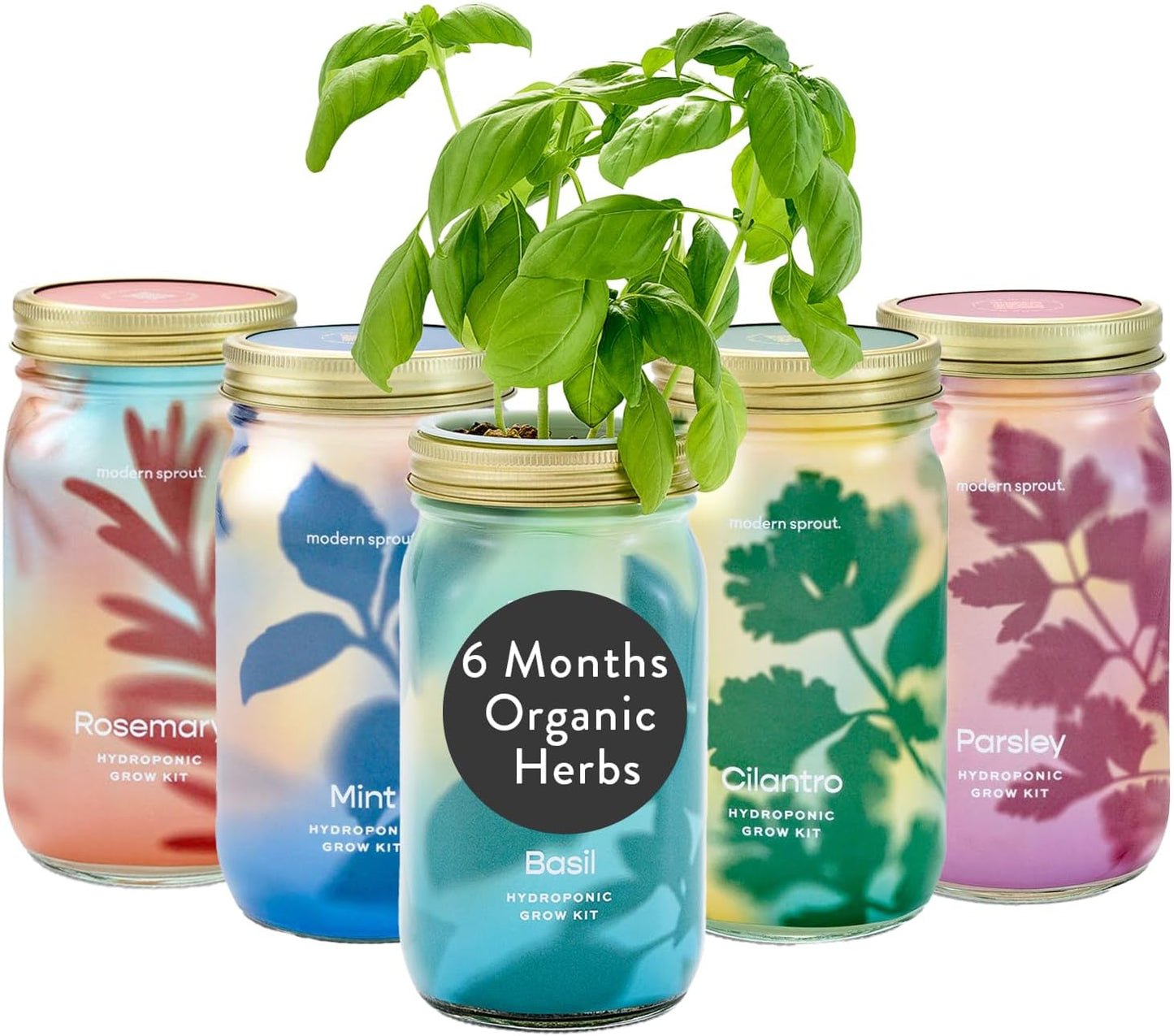 Modern Sprout New & Improved Mason Jar Grow Set, Indoor Herb Garden, Seed Starter Set, Organic Seeds, Hydroponic Growing (Basil + Mint + Parsley + Cilantro + Rosemary)