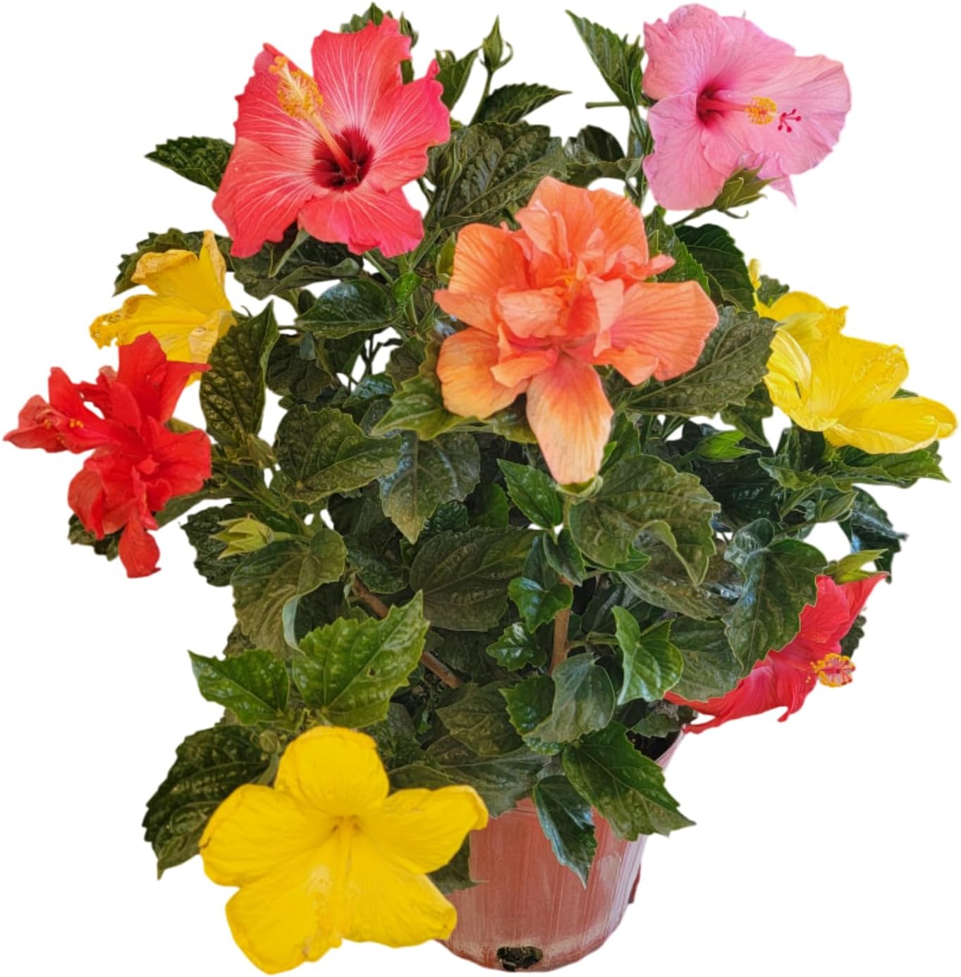 Tropical Plants of Florida Live Hibiscus Bush – Mystery Multi-Color Flowering Shrub in 3 Gallon Pot, 24 to 28” Tall – 2 to 3 Mixed Bloom Colors, Outdoor Tropical Garden Plant