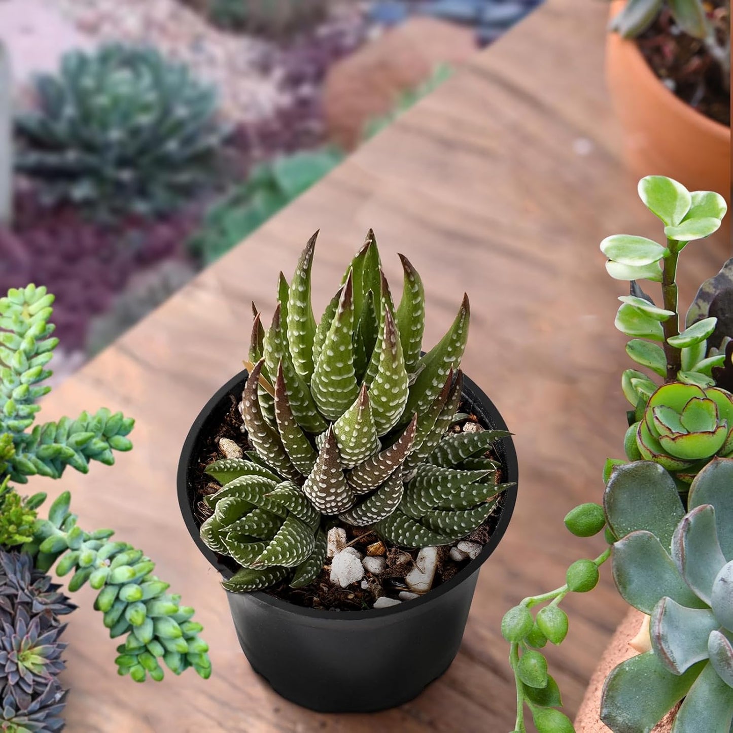 Sprout N Green Haworthia coarctata, Rare Live Succulent Plant Fully Rooted in 2inch Starter Pot, Home Office Indoor Outdoor Wedding Decoration DIY Projects Party Favor