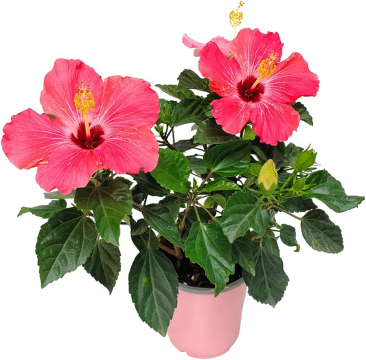 Tropical Plants of Florida - Pink Hibiscus Bush Dwarf - Tropical Flowering Plant Large - 12" to 16" Overall Height - 1 Gallon Planter (Plant Only)