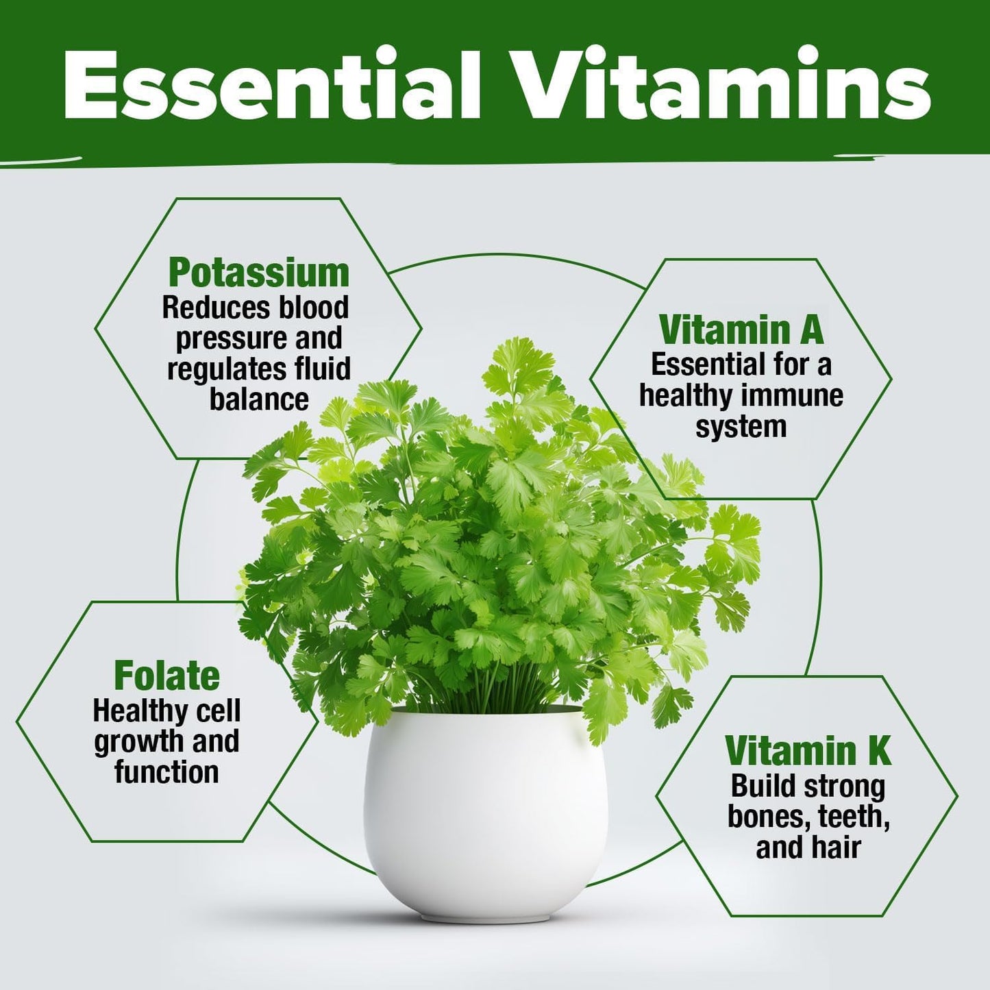 HOME GROWN 𝗨𝗦𝗔 𝗣𝗥𝗘𝗠𝗜𝗨𝗠 500+ Cilantro Seeds for Planting Indoors or Outdoors - Heirloom 𝗡𝗢𝗡-𝗚𝗠𝗢 Coriander Seeds, Grow Your Own Cilantro Plant - Culinary Herb Seeds for Your Herb Garden