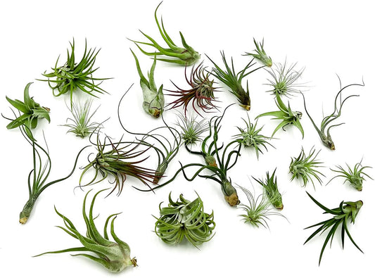 Air Plants Bulk - Tillandsia Variety Wholesale Pack, Regular 1-3" - 25ct - Live Arrival Guaranteed - House Plants for Home Decor & Gift