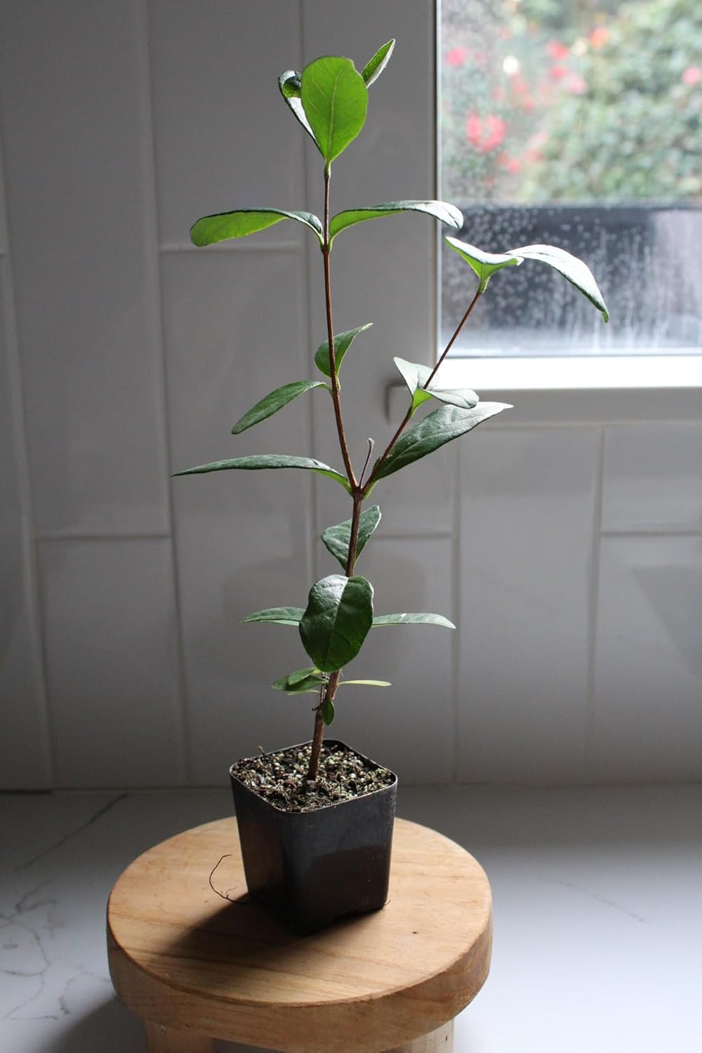 MYSHELFIE Pineapple Guava Starter Plant 5-6 inches, 2 inch Pot, Tropical Evergreen Shrub Edible Fruit Garden Purple Flowering Landscaping Live Vine Starter (1)