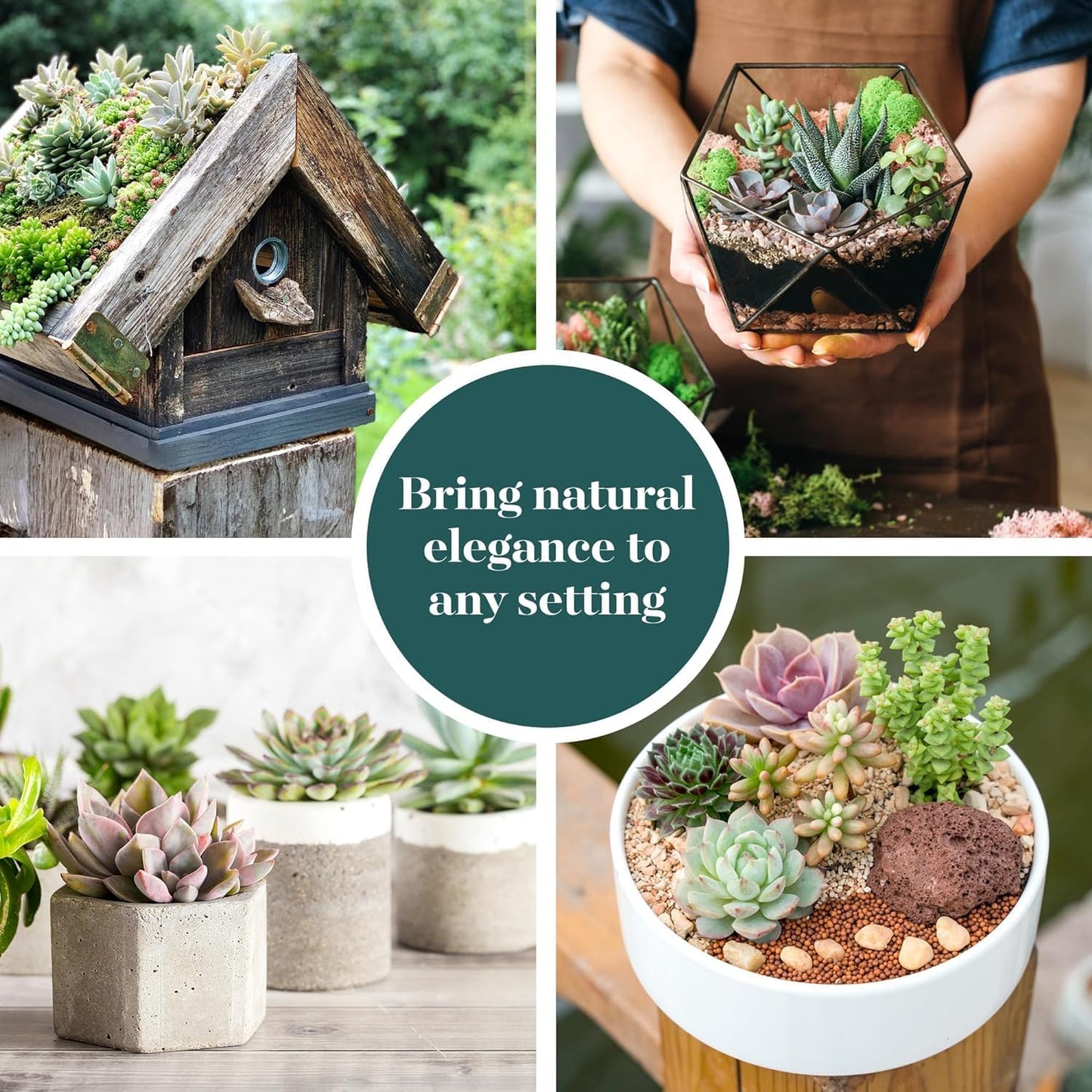 Shop Succulents Assorted Succulent Plant Pack Collection - Live Mini Succulent Plants, Low Maintenance, Mixture of Colors & Textures - Wedding and Party Favors, Gift & Garden, Pack of 256