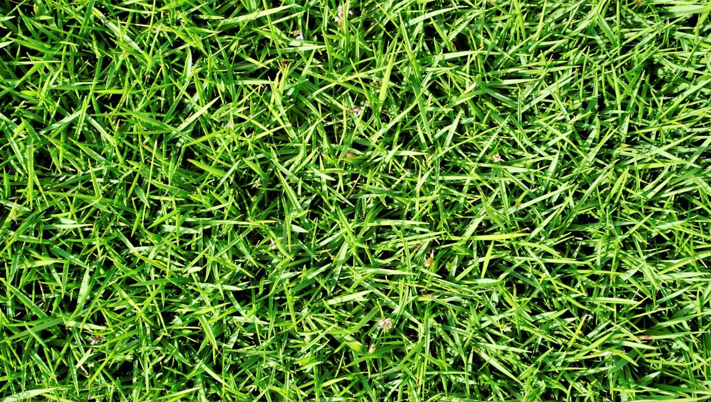 Brownie Brand Majestic Hulled Bermudagrass Seed | Premium Turf Grass for Dense, Drought-Resistant Lawns | Fast-Growing, Heat-Tolerant, Certified Seed for High-Traffic Areas. (1 Pound)