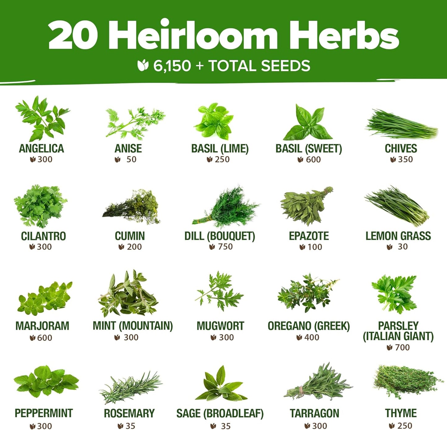 HOME GROWN 20 Herb Seeds for Planting 6,000+ Non-GMO Heirloom Seeds | Extra Large Variety Pack Herb Kit – Indoor Outdoor & Hydroponic | Culinary Seed Set | Grow Your Own Herbs | Gardening Gift