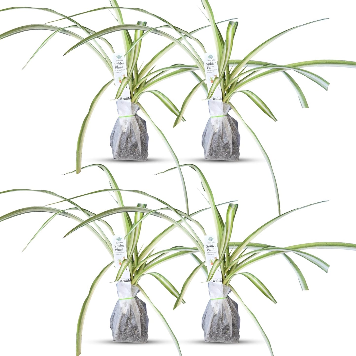 Healthy Spider Plant - Easy Care, Air-Purifying Houseplant (4 Spider sacs)