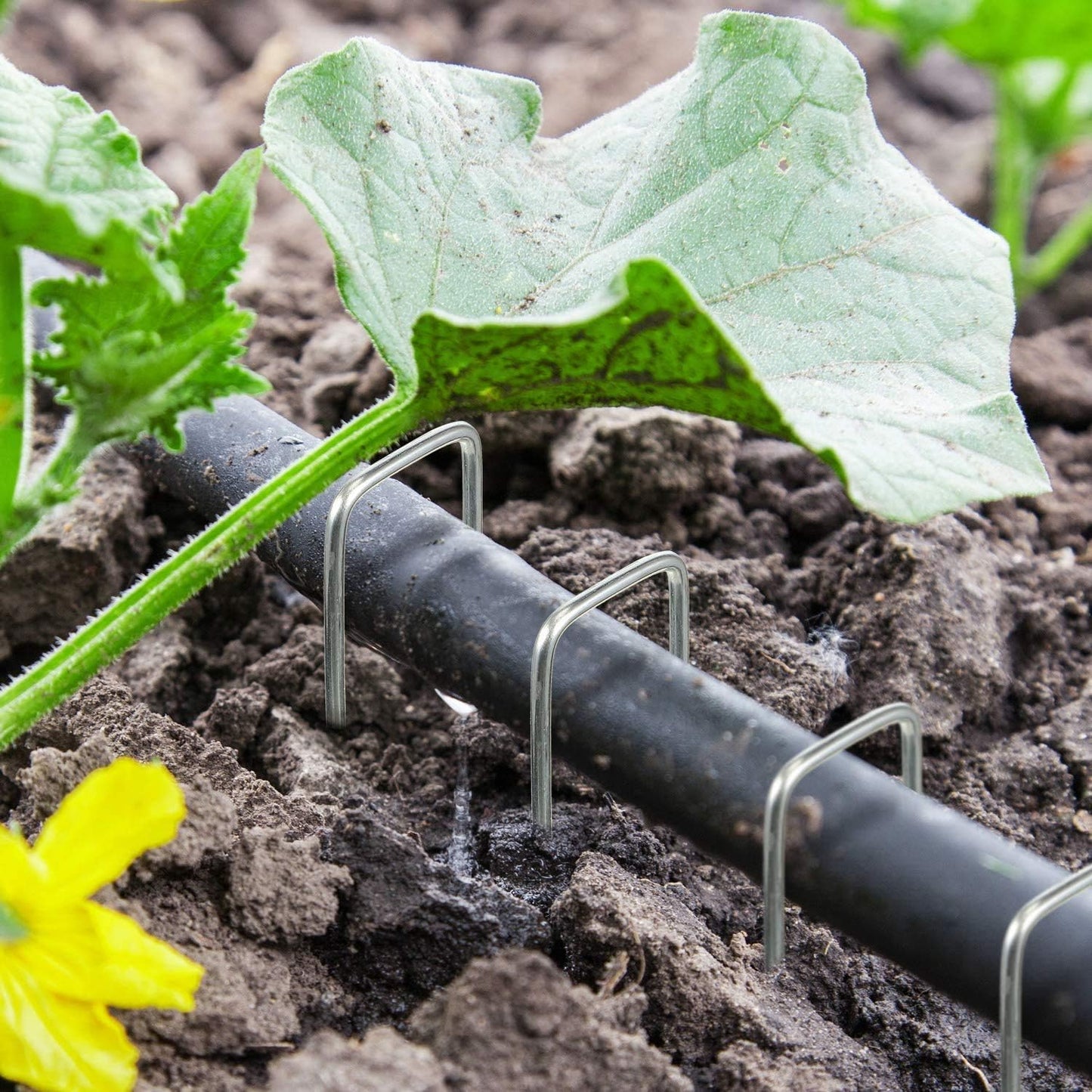 AAGUT Garden Stakes Pins, Landscape Staples 250 Pack 6 Inch 11-Gauge Galvanized Lawn Stake for Dog Fence, Weed Barrier Fabric, Ground Cover, Irrigation Tubing Soaker Hose, Chicken Wire