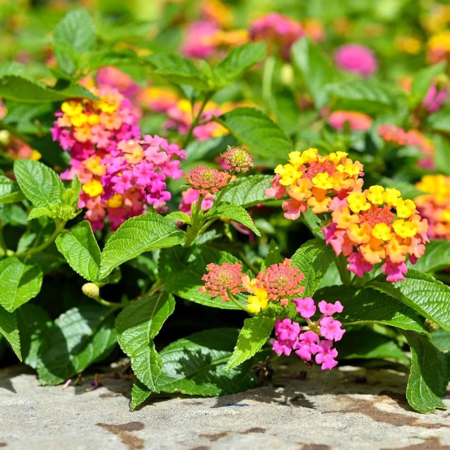 Lantana Confetti | 30 Live Plants | Lantana Camara | Colorful Garden Shrub | Drought Tolerant Perennial Plants