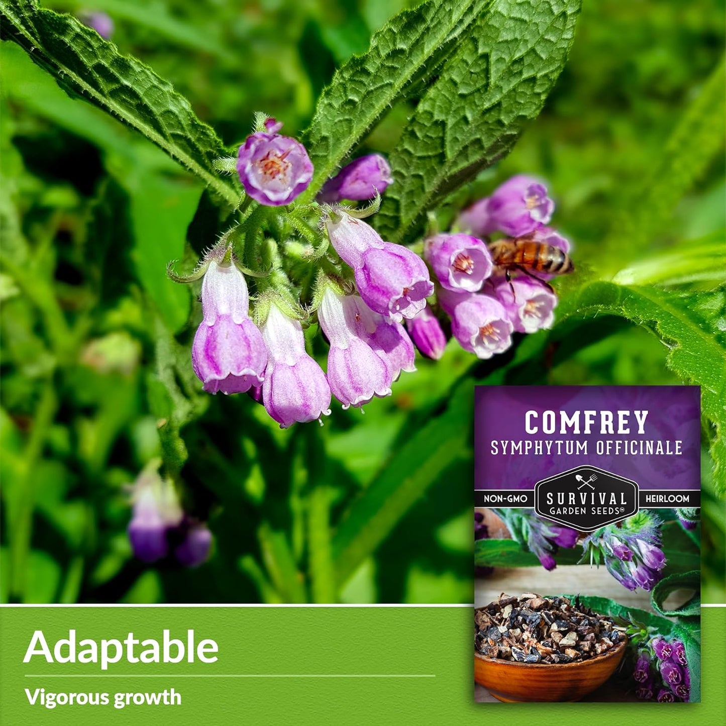 Survival Garden Seeds Comfrey Seed for Planting - 1 Packet with Instructions to Plant and Grow Slippery Root Plants in Your Home Herb Garden - Symphytum officinale - Non-GMO Heirloom Seed Variety