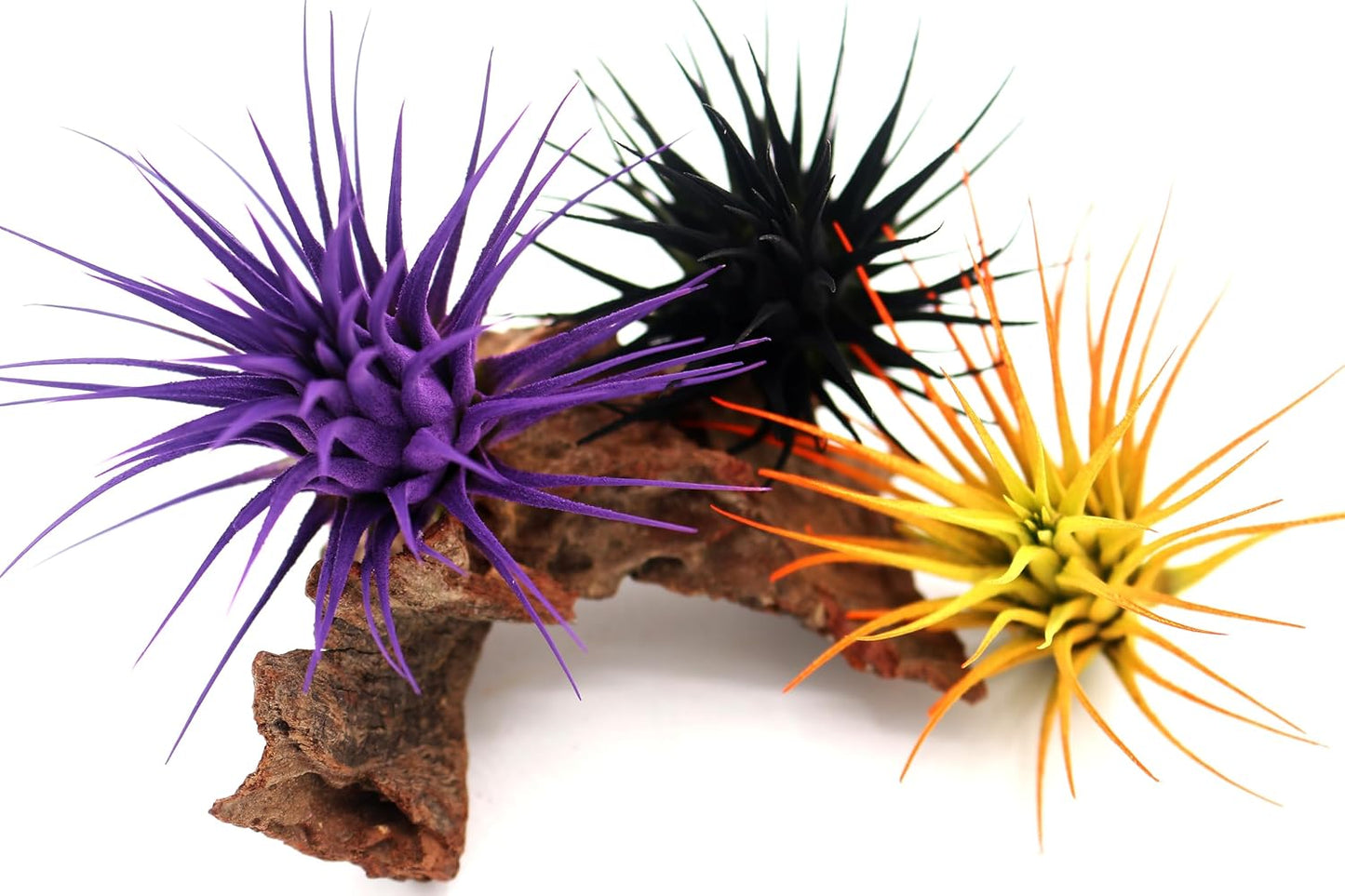 Live Extra Large Tillandsia Ionantha Guatemala Colorful Air Plant 3+ inch Enhanced Color Easy Care Indoor Outdoor Home Decor Gift Airplant by Awesome Industries (Sunrise XL)