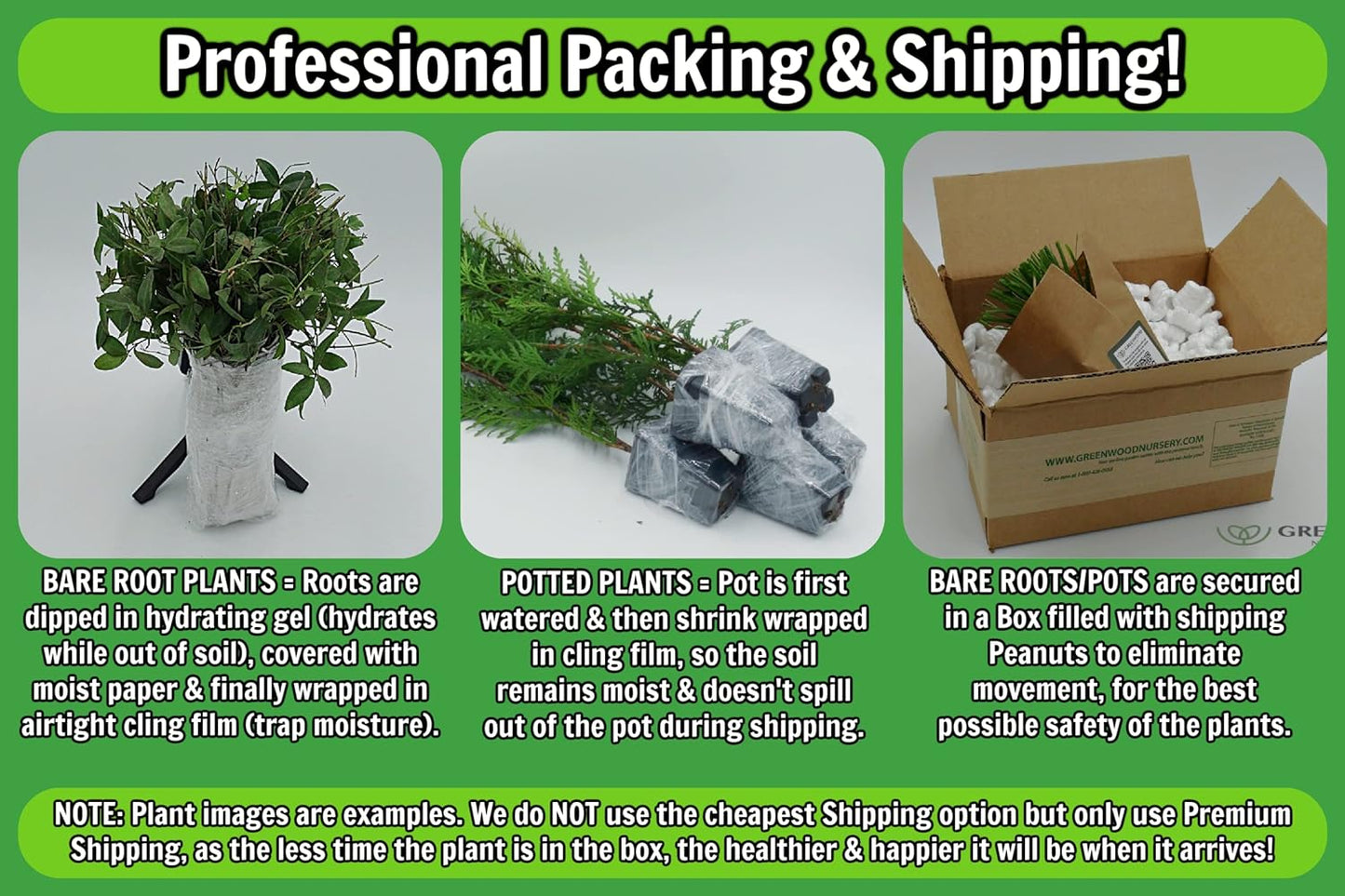 Greenwood Nursery: Live Perennial Plants - ARP Rosemary + Rosmarinus Officinalis - [Qty: 10x 3.5 Pots] - (Click for Other Available Plants/Quantities)