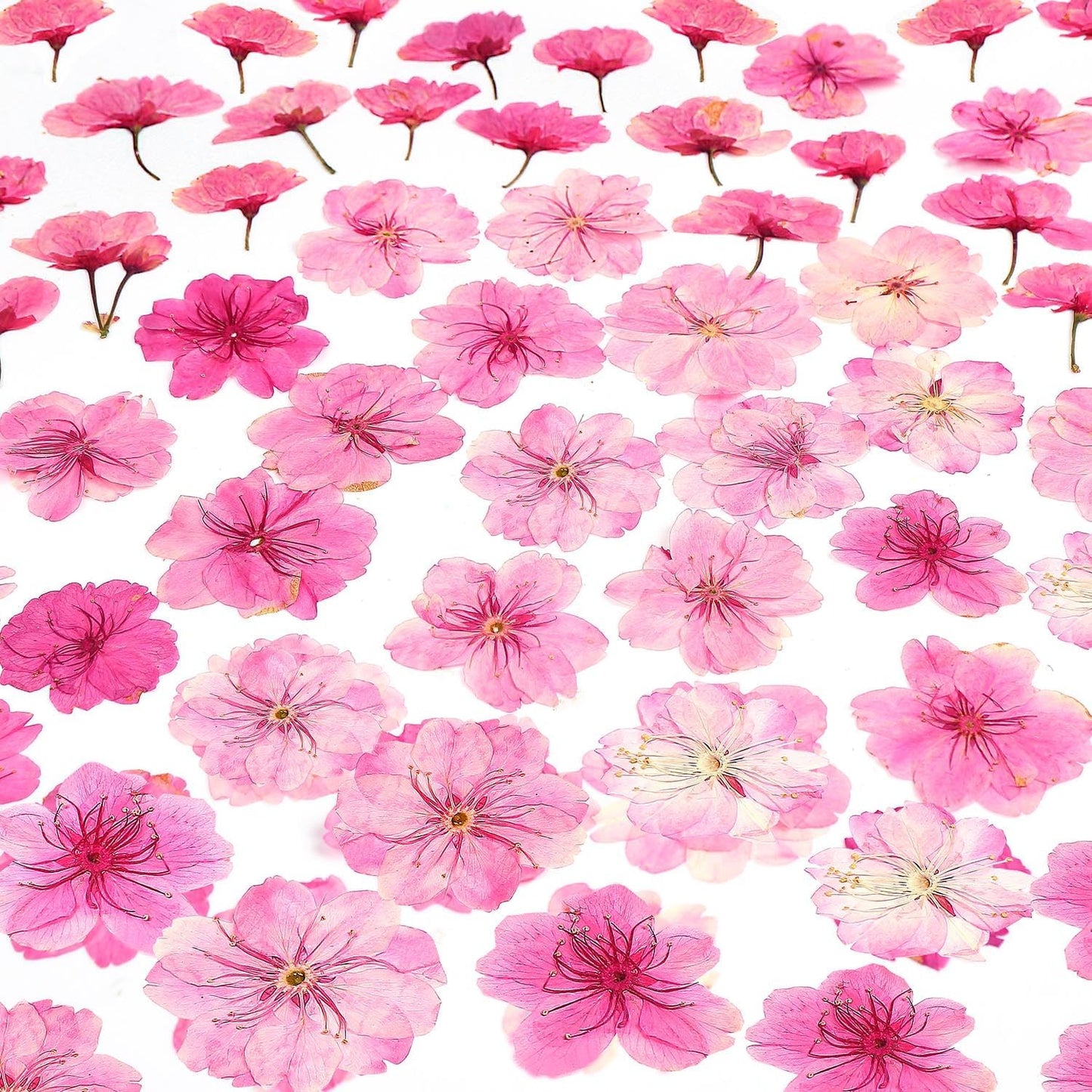 48 Pcs Mix Cherry Blossom Natural Dried Pressed Flowers for Cake Decorating, Real Dry Flower for Resin Jewelry Making, DIY Art Crafts - Pink Sakura…