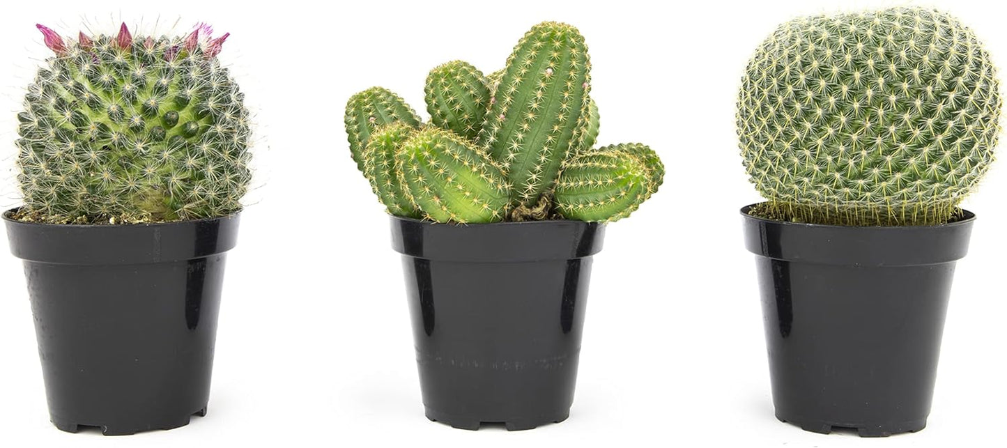 Altman Plants, Assorted Cactus Plants Live Plants (3PK), Cactus Plant Live Succulents Plants Live Cactus Decor, Indoor Plants Live House Plants in Cactus Soil, Live Cacti Plants Live Succulent Plants