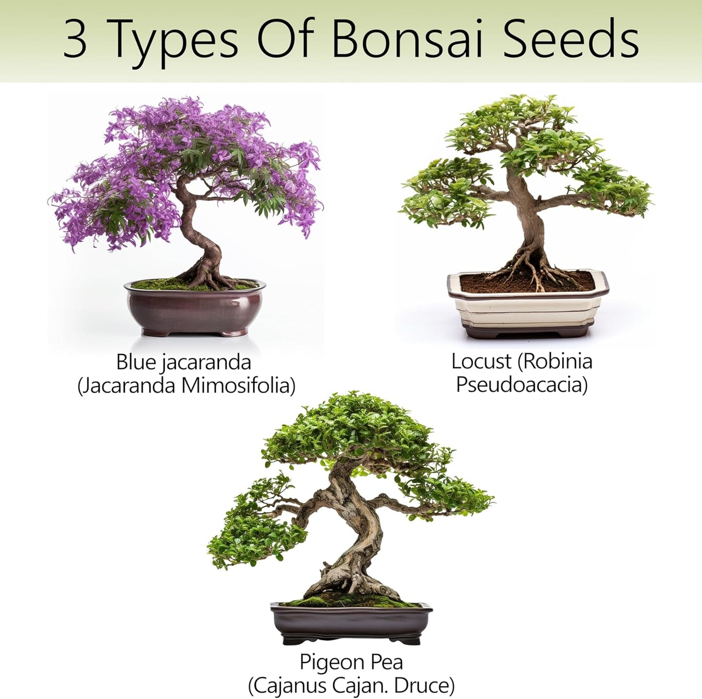 Bonsai Tree Kit – 3X Unique Japanese Bonzai Trees | Complete Indoor Starter Kit for Growing Bonsai Plants with Tools & Planters – Gardening Gifts for Women & Men